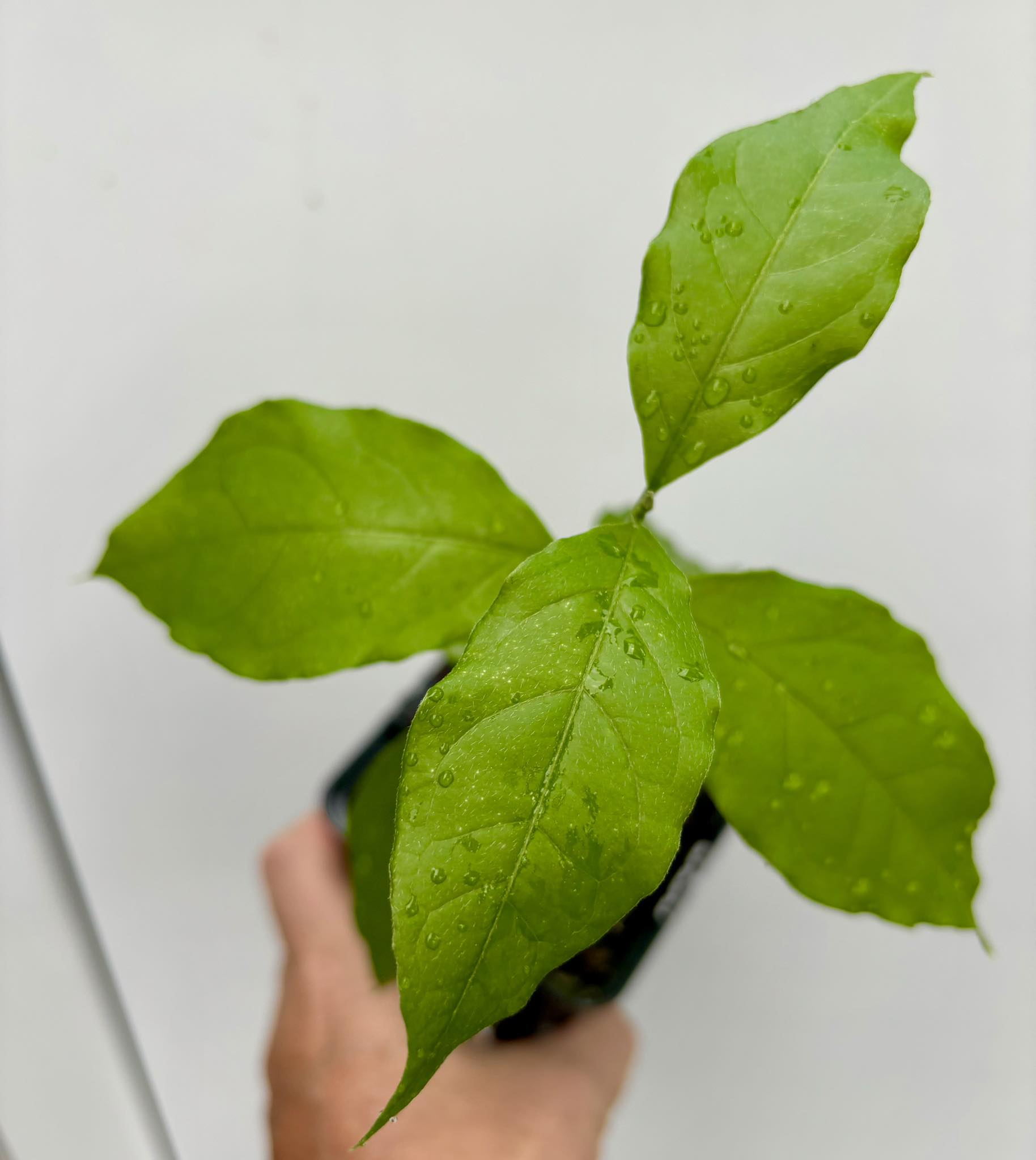 Peanutbutter Fruit (Bunchosia glandulifera) - 1 potted plant / 1 getopfte Pflanze