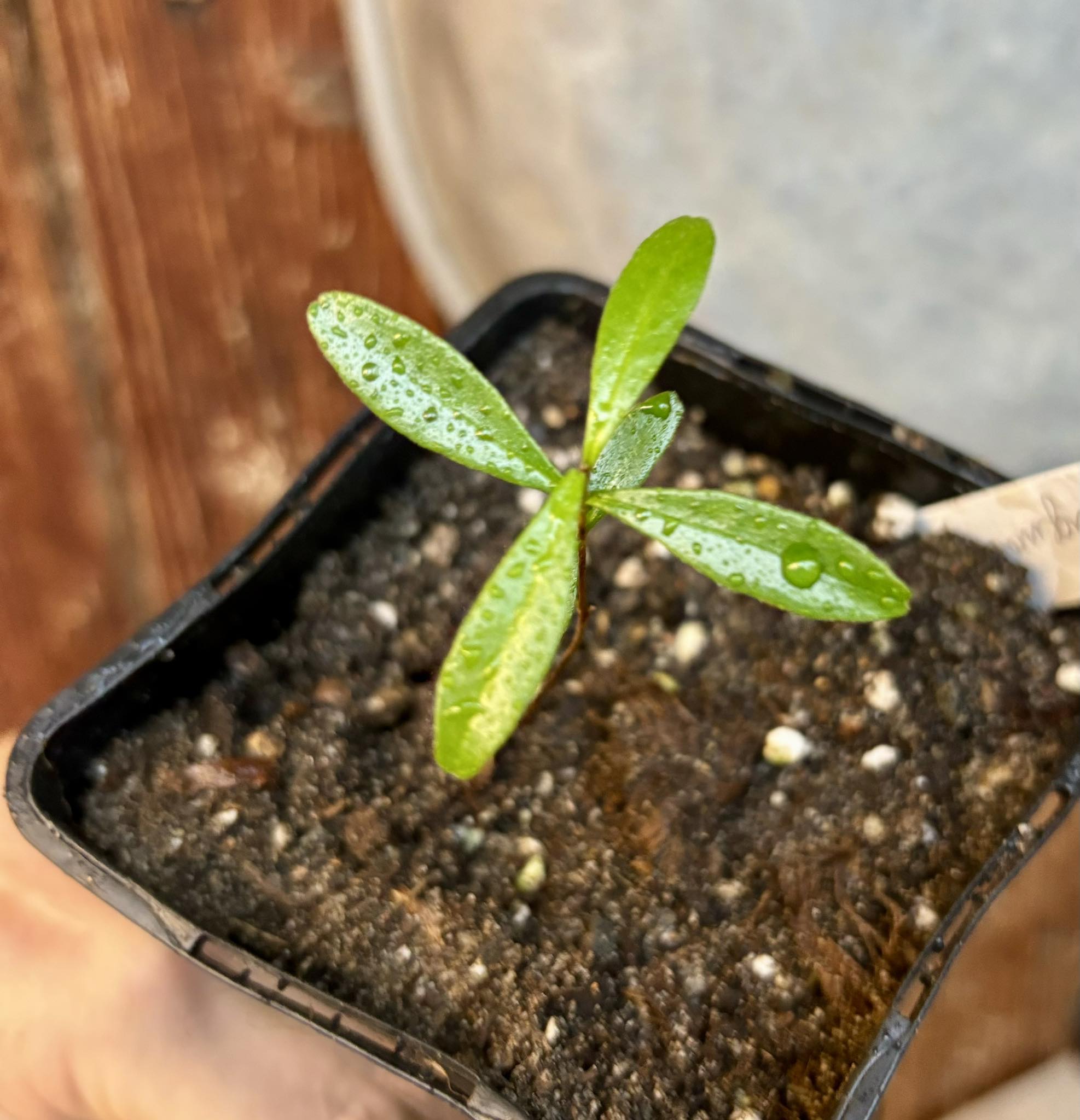 Pitomba (Eugenia luschnathiana) 1 potted plant / 1 getopfte Pflanze