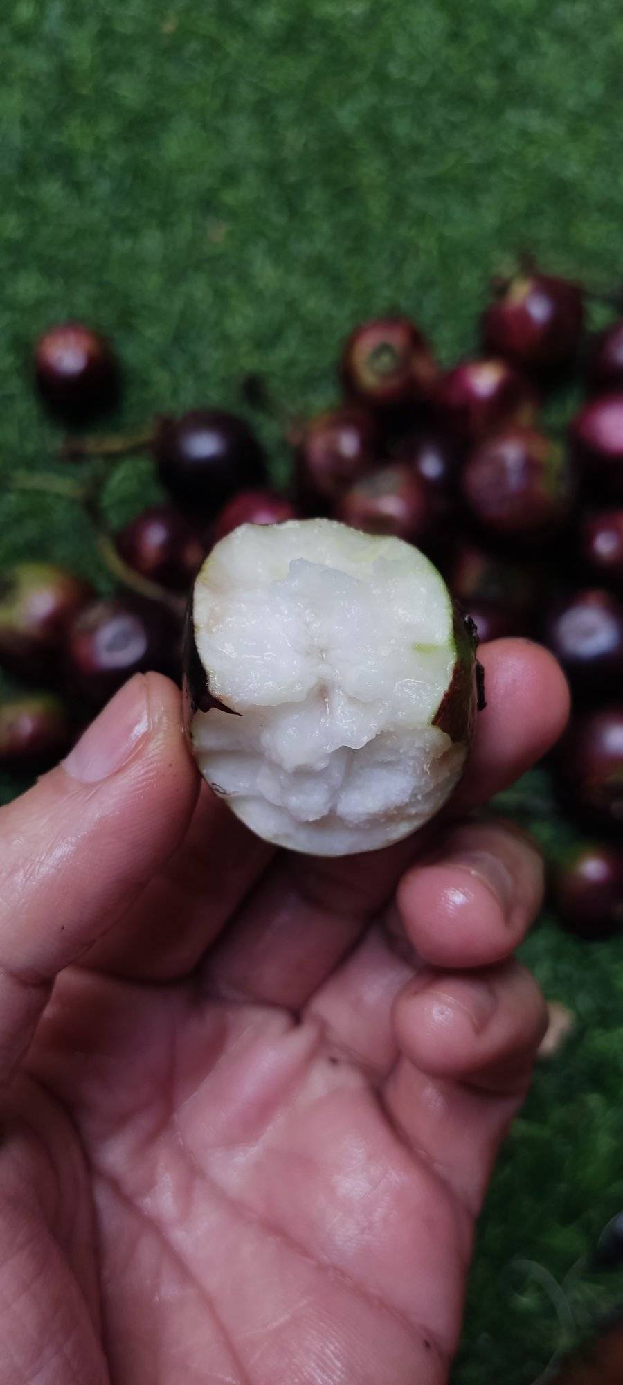 Gowok (Syzygium polycephalum) - 1 germinated seed / 1 gekeimter Samen