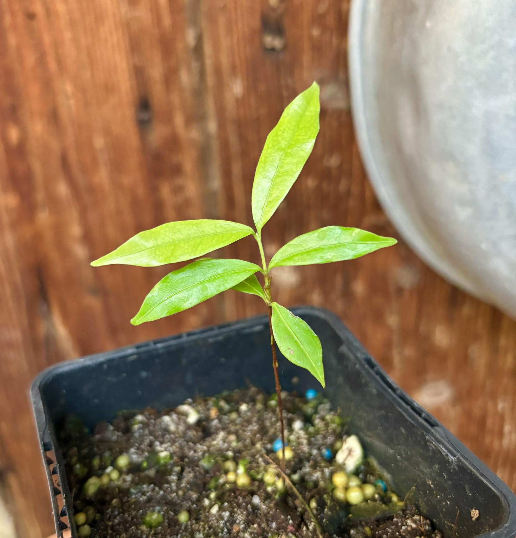 Ruby do Amazonas (Eugenia patrisii) 1 potted seedling / 1 getopfter Sämling