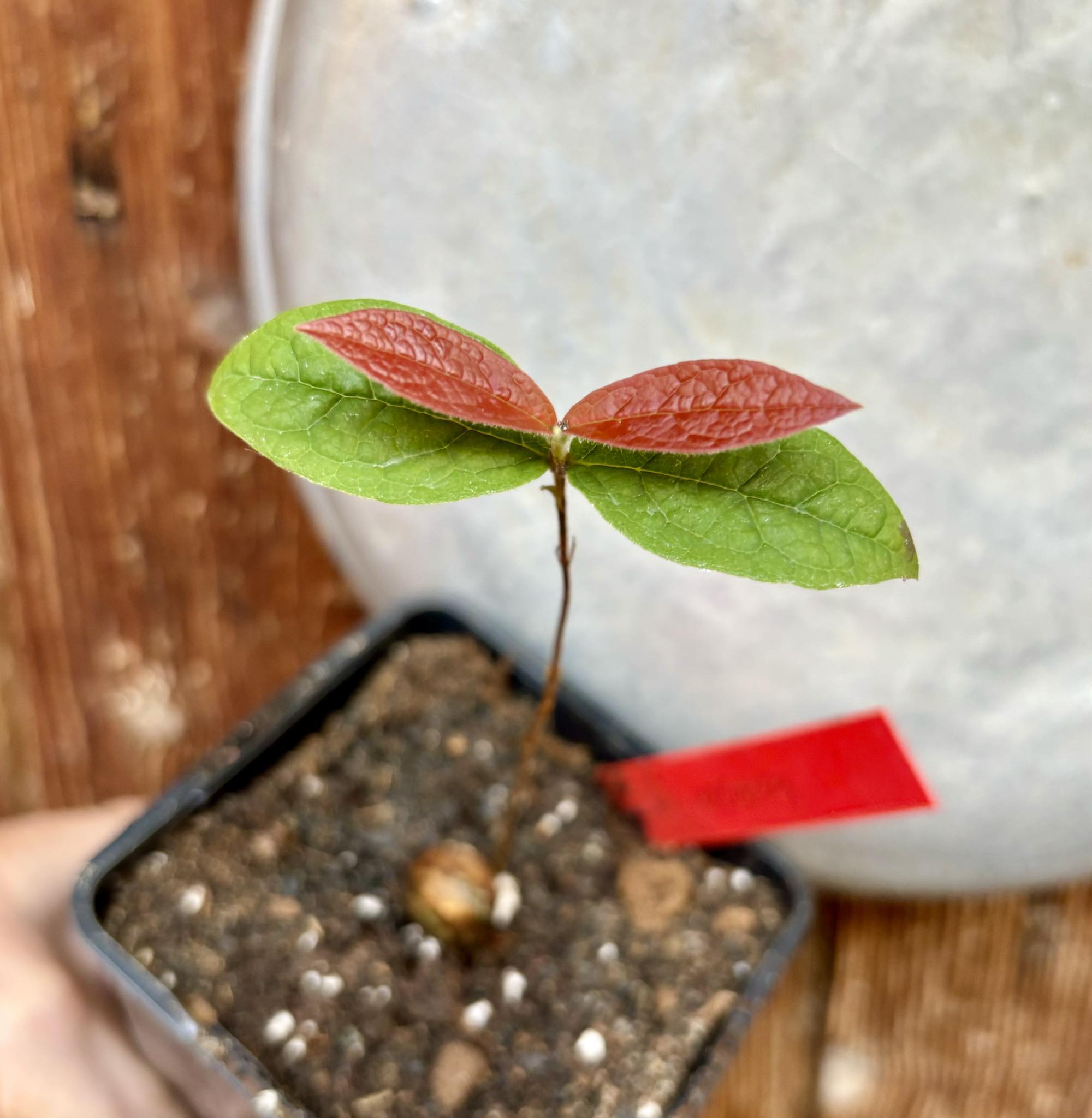 Eugenia arenosa -  1 potted seedling / 1 getopfter Sämling