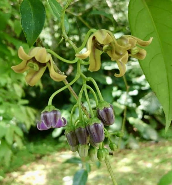 Guava Tamarillo (Solanum diploconos) - 1 potted plant / 1 getopfte Pflanze