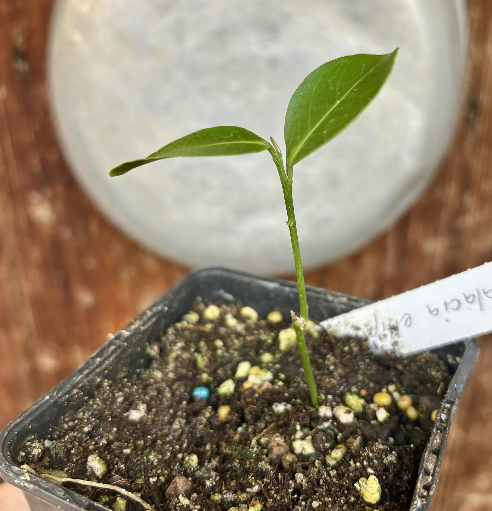 Salacia elliptica -  1 potted plant / 1 getopfte Pflanze