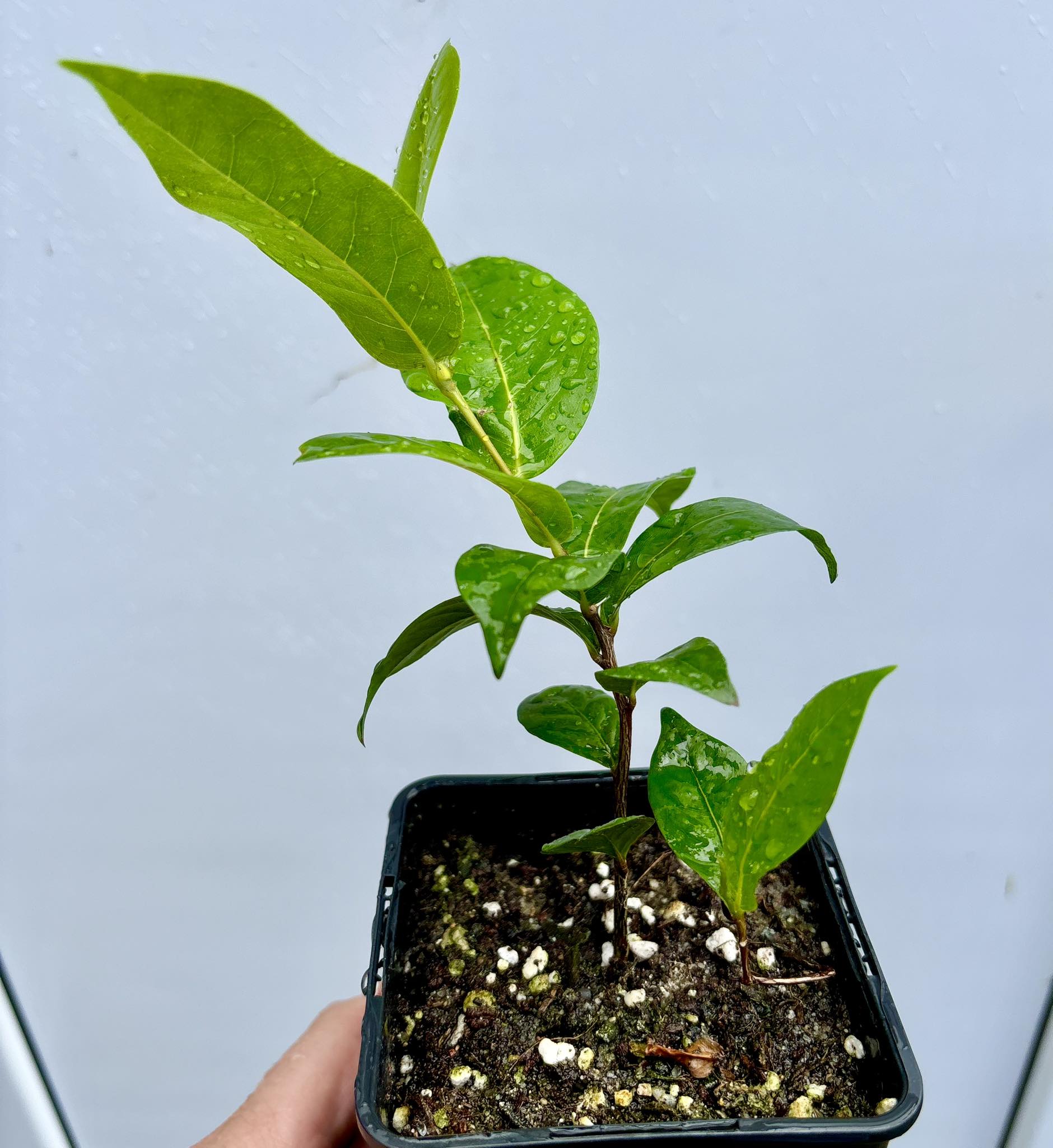 Chrysobalanus icaco - Cocoplum -  1 potted plant  / 1 getopfte Pflanze