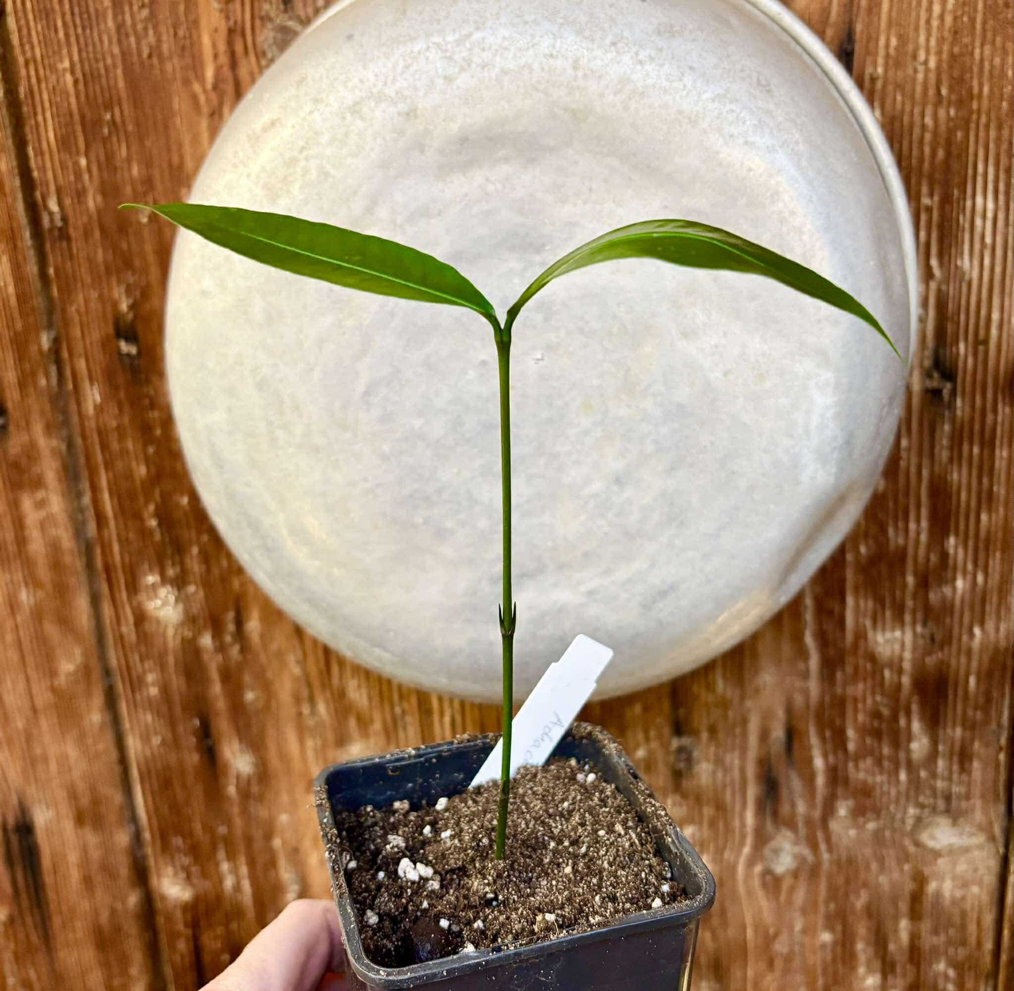 Garcinia humilis  - Achachairu - 1 potted plant / 1 getopfte Pflanze