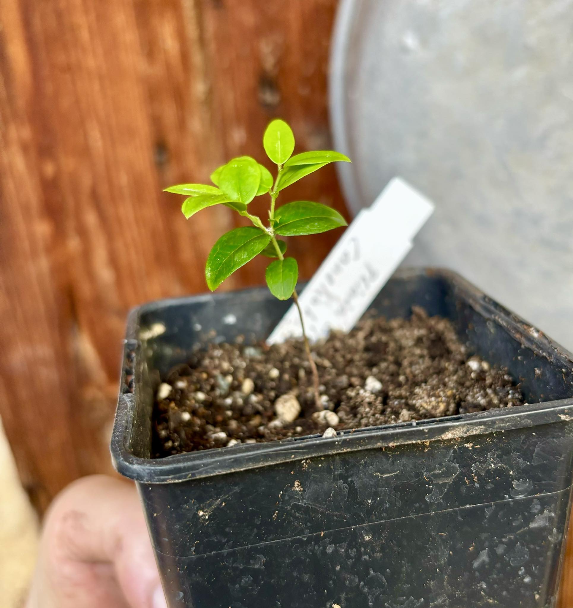 Plinia sp Canelinha Polpa rosea - 1 small potted seedling / 1 kleiner, getopfter Sämling