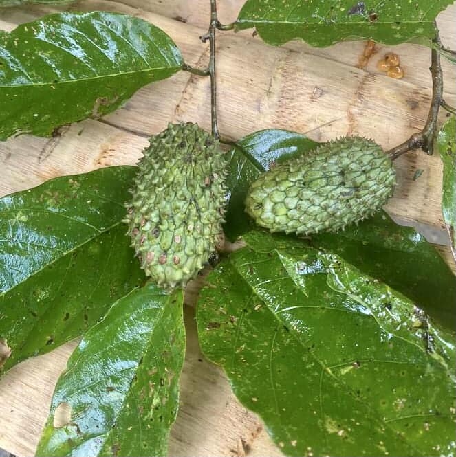 Annona hypoglauca - 1 potted plant / 1 getopfte Pflanze