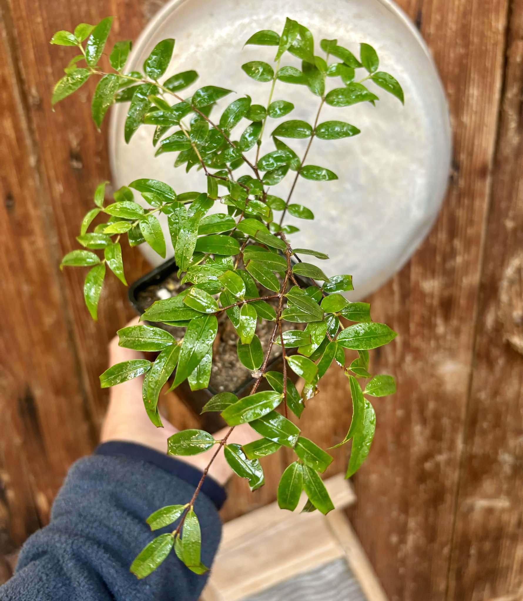 Myrciaria floribunda black - 1 potted plant / 1 getopfte Pflanze