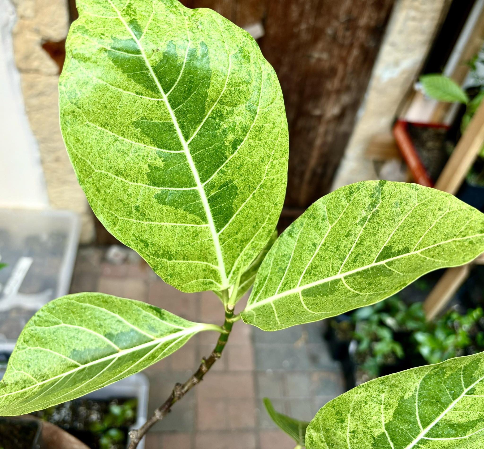 Indonesian Forest Fig  VARIEGATED Nr. 3 - 1 potted plant / 1 getopfte Pflanze