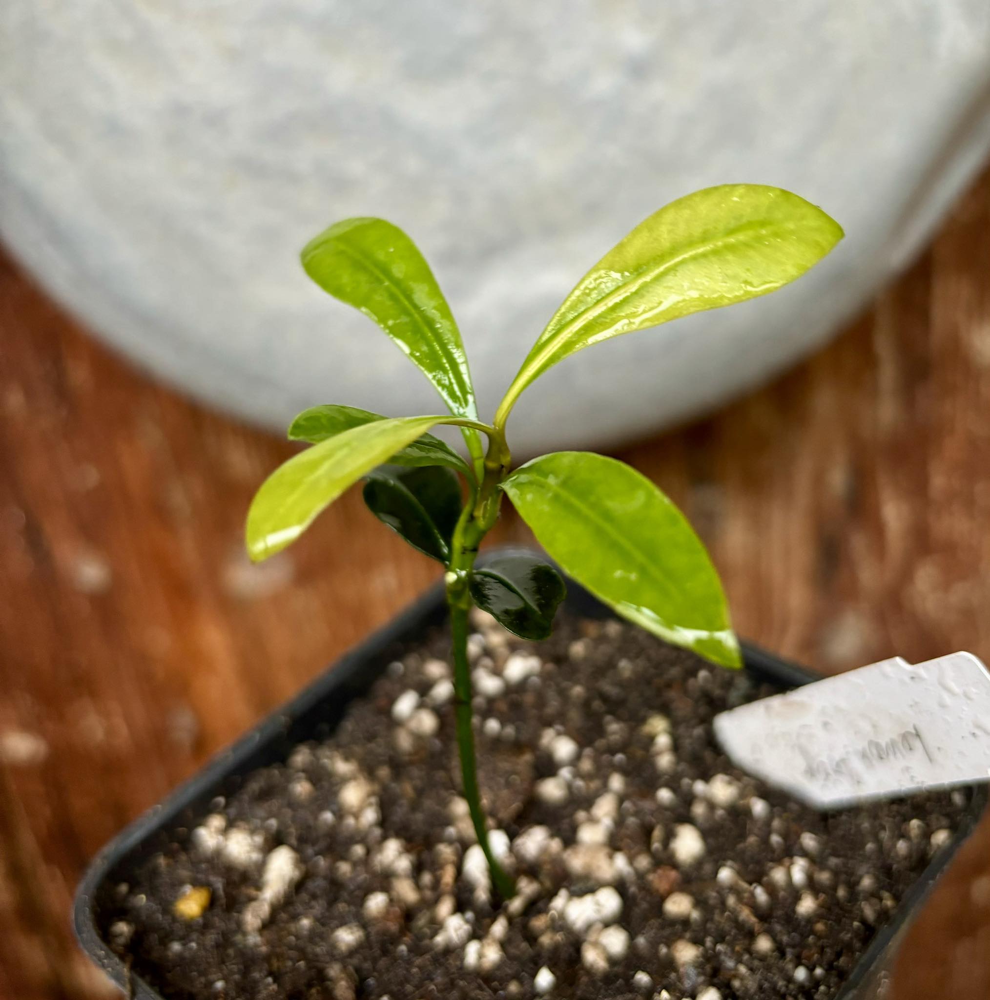 Lemon Drop Mangosteen (Garcinia intermedia) - 1 potted plant / 1 getopfte Pflanze