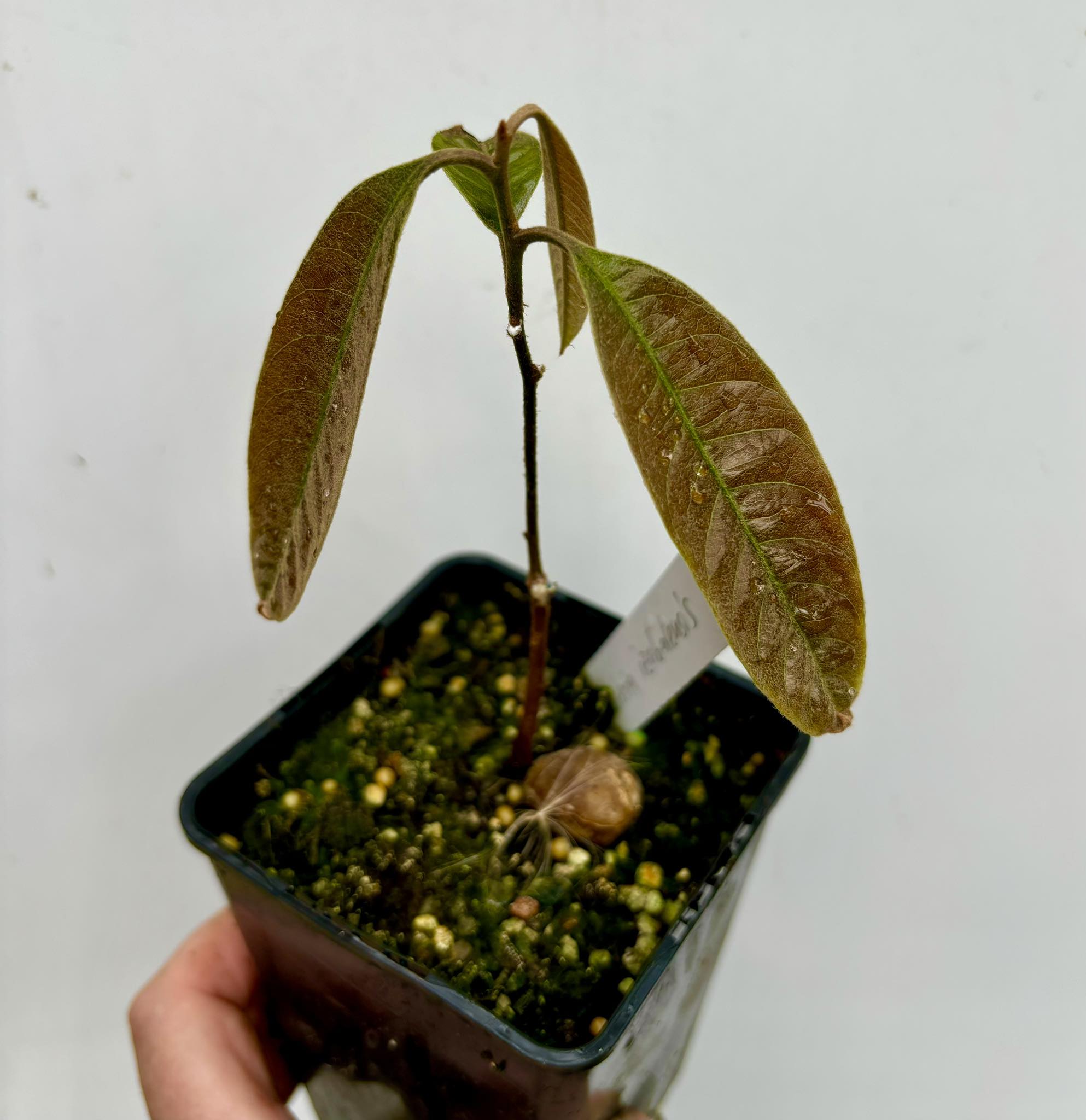 Pouteria izabalensis - 1 potted plant / 1 getopfte Pflanze