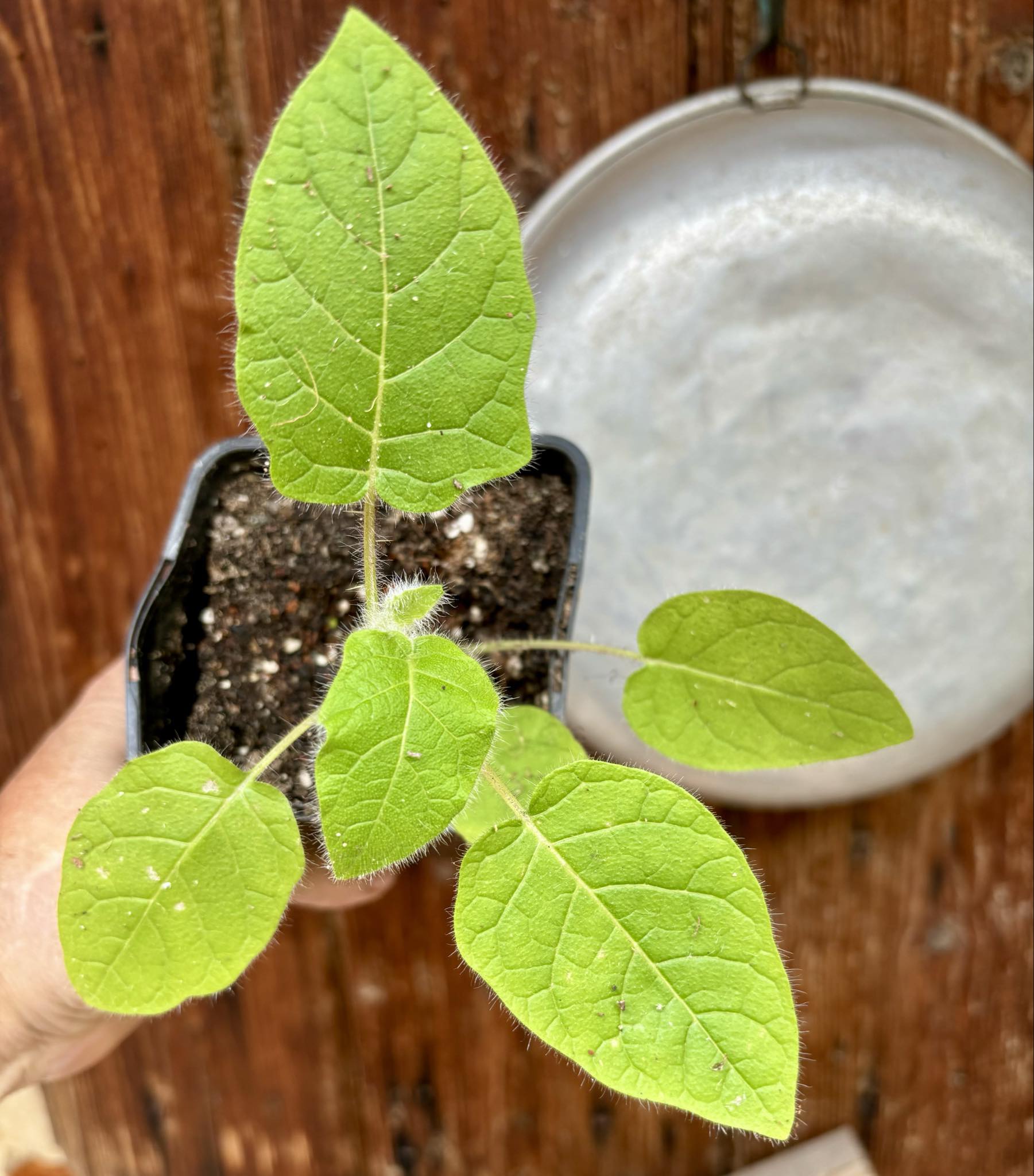 Solanum vestissimum - 1 potted seedling / 1 kleiner getopfter Sämling