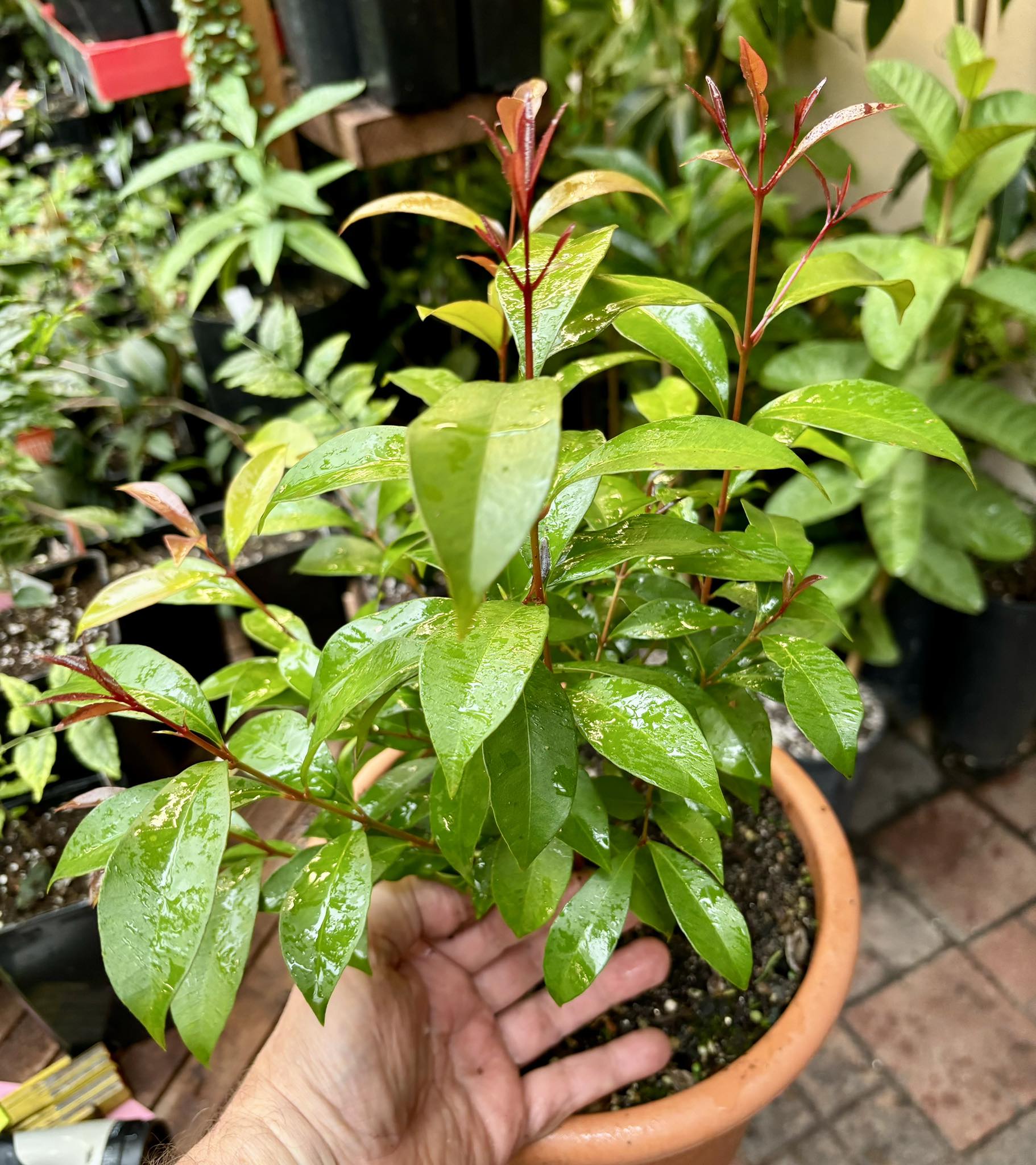 Syzygium smithii - Lilly Pilly Nr. 4 - 1 potted plant / 1 getopfte Pflanze