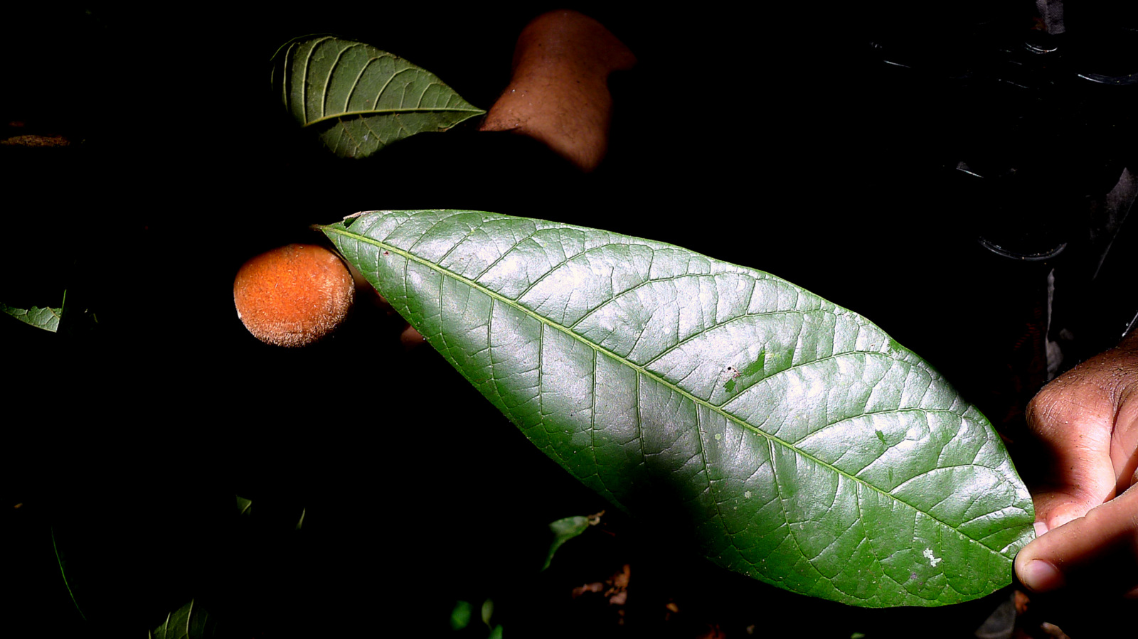 Pouteria macahensis - 1 germinated seed / 1 gekeimter Samen