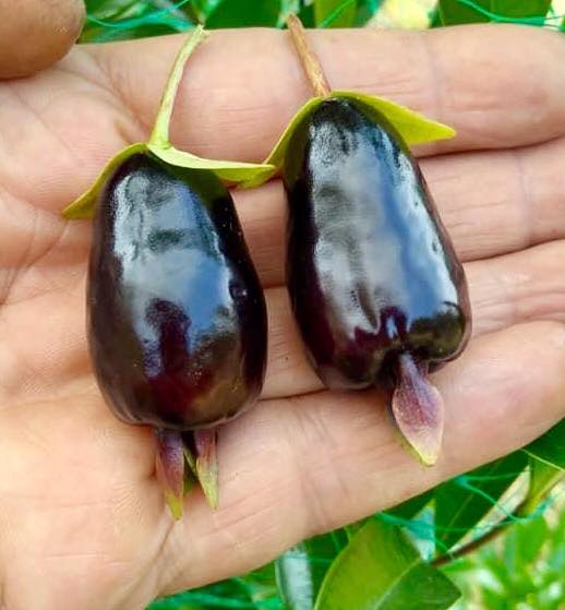 Cherry of Rio Grande -  Eugenia involucrata 1 potted plant / 1 getopfte Pflanze