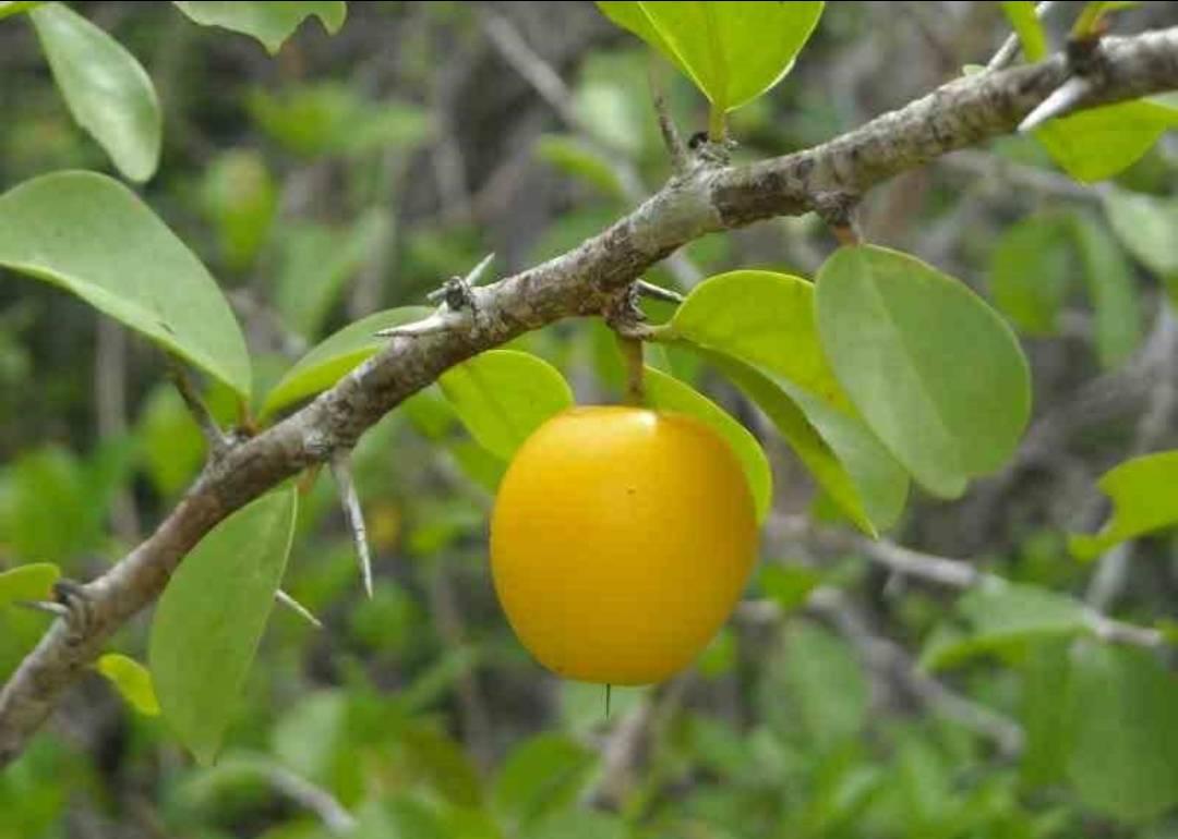 Ximenia americana - Ameixa da Caatinga - 3 fresh seeds/ 3 frischer Samen