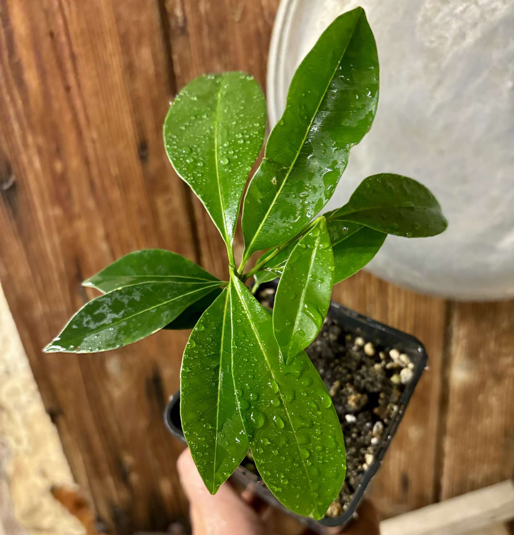 Sapotilla (Manilkara zapota)  - 1 potted plant /1 getopfte Pflanze