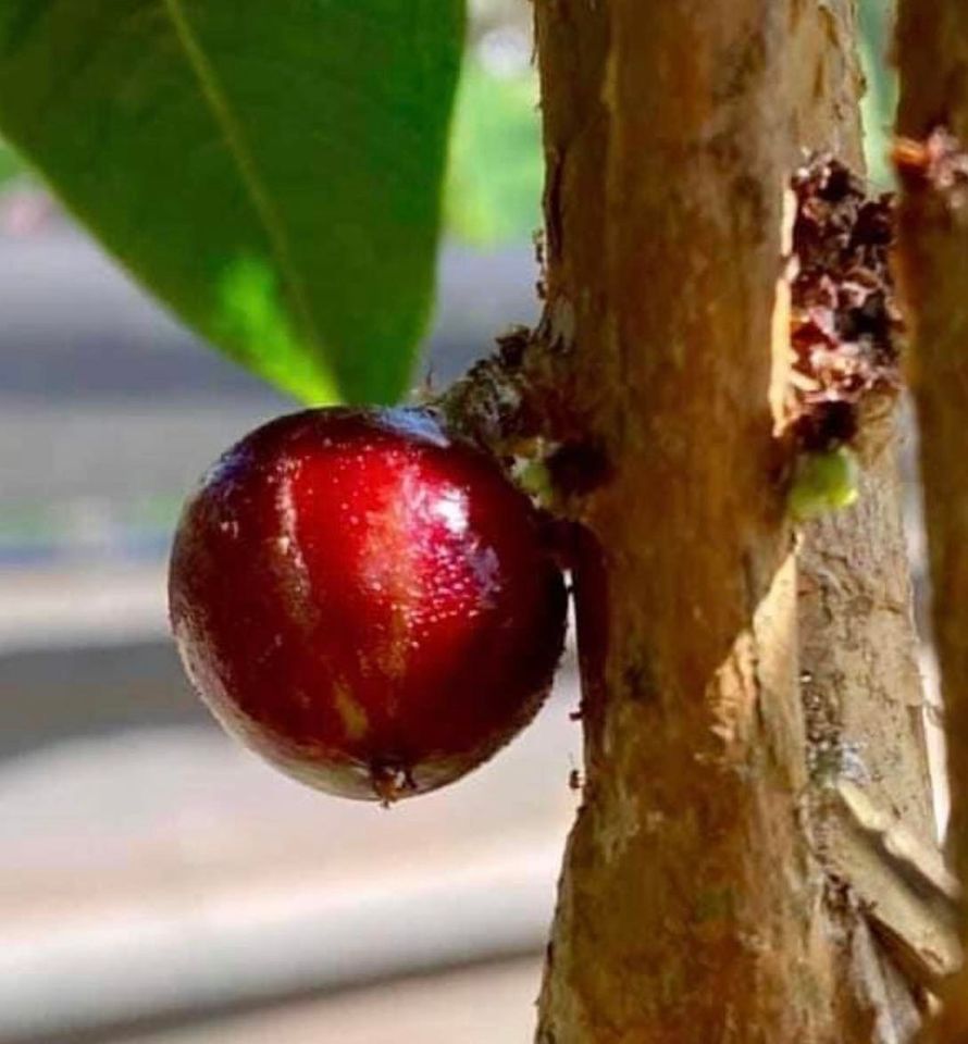 Red Hybrid Jaboticaba (Plinia cauliflora x aureana) - 1 potted plant / 1 getopfte Pflanze