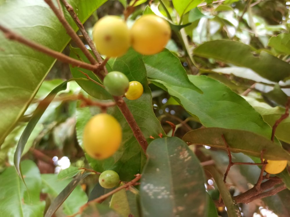 Abiuzinho - Micropholis venulosa  -  1 germinated seed / 1 gekeimter Samen