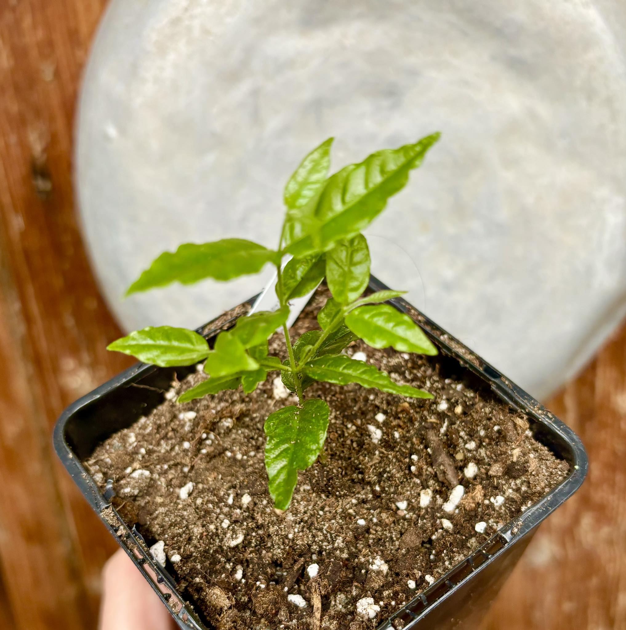 Campomanesia phaea - Flying Saucer Fruit - Cambuci  1  small potted seedling / 1 kleiner, getopfter Sämling