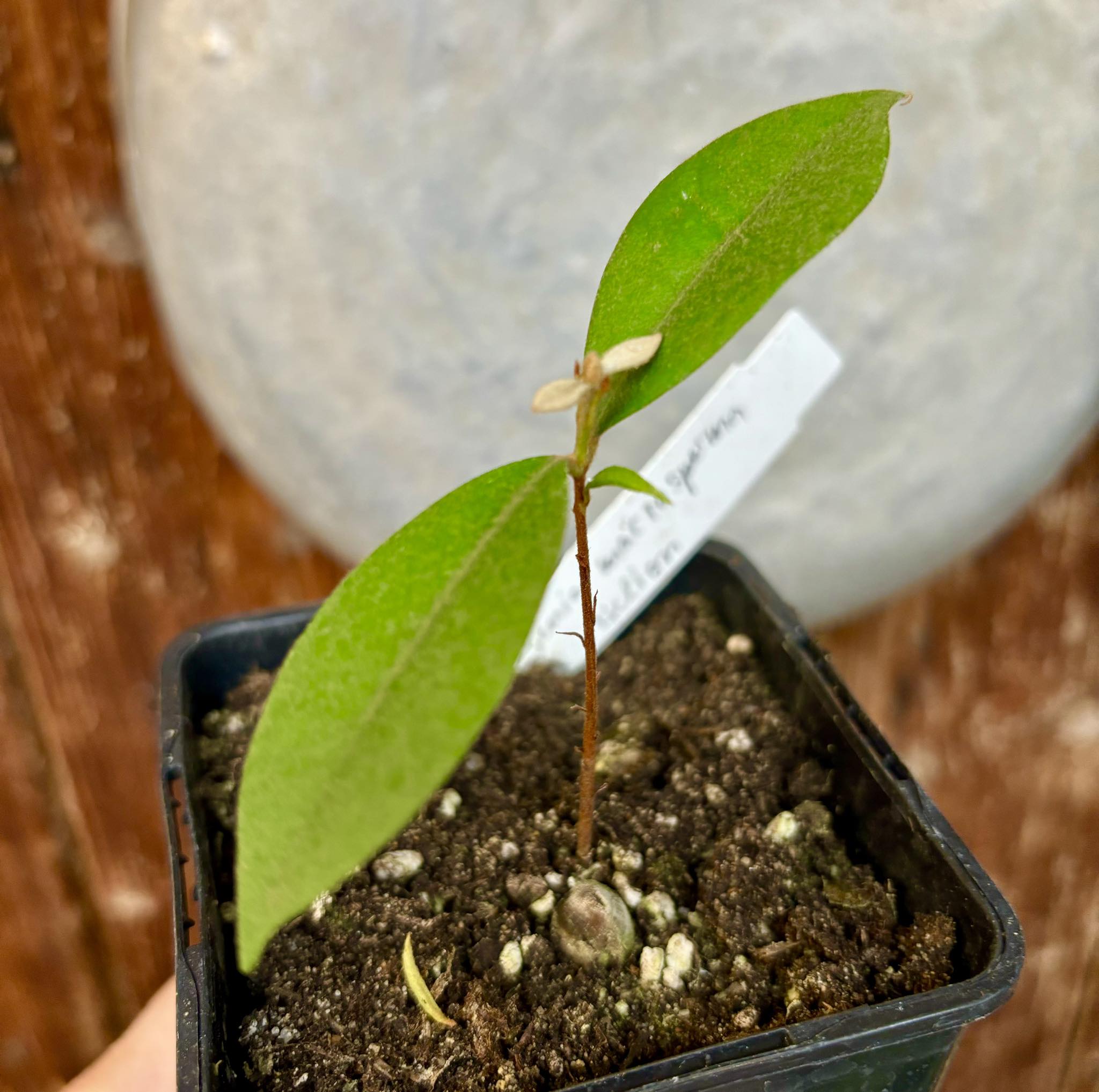 Eugenia macrosperma - Cambucá-Preto - 1 potted plant / 1 getopfte Pflanze