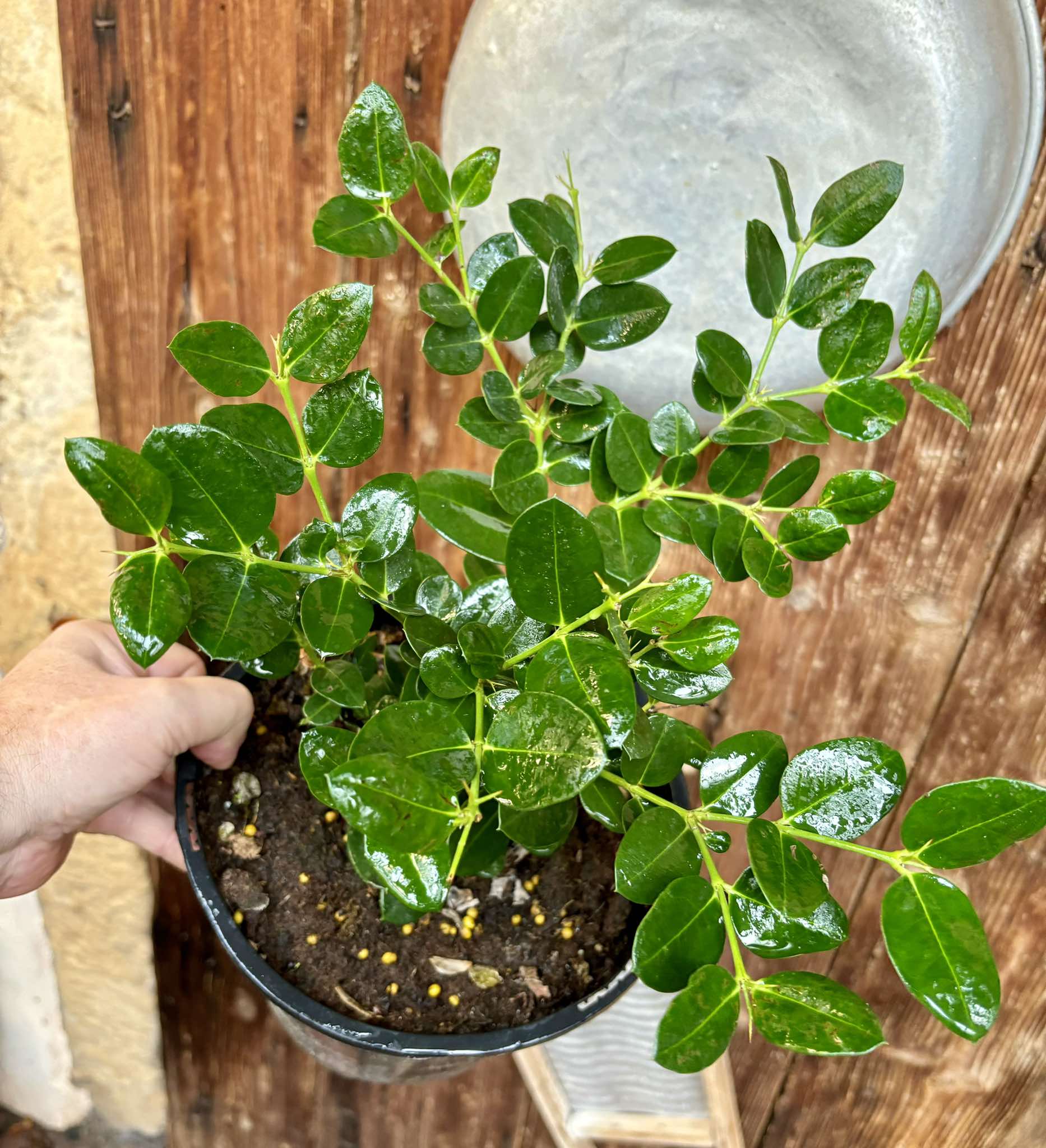 Carissa macrocarpa - Natal Plum - 1 potted plant / 1 getopfte Pflanze