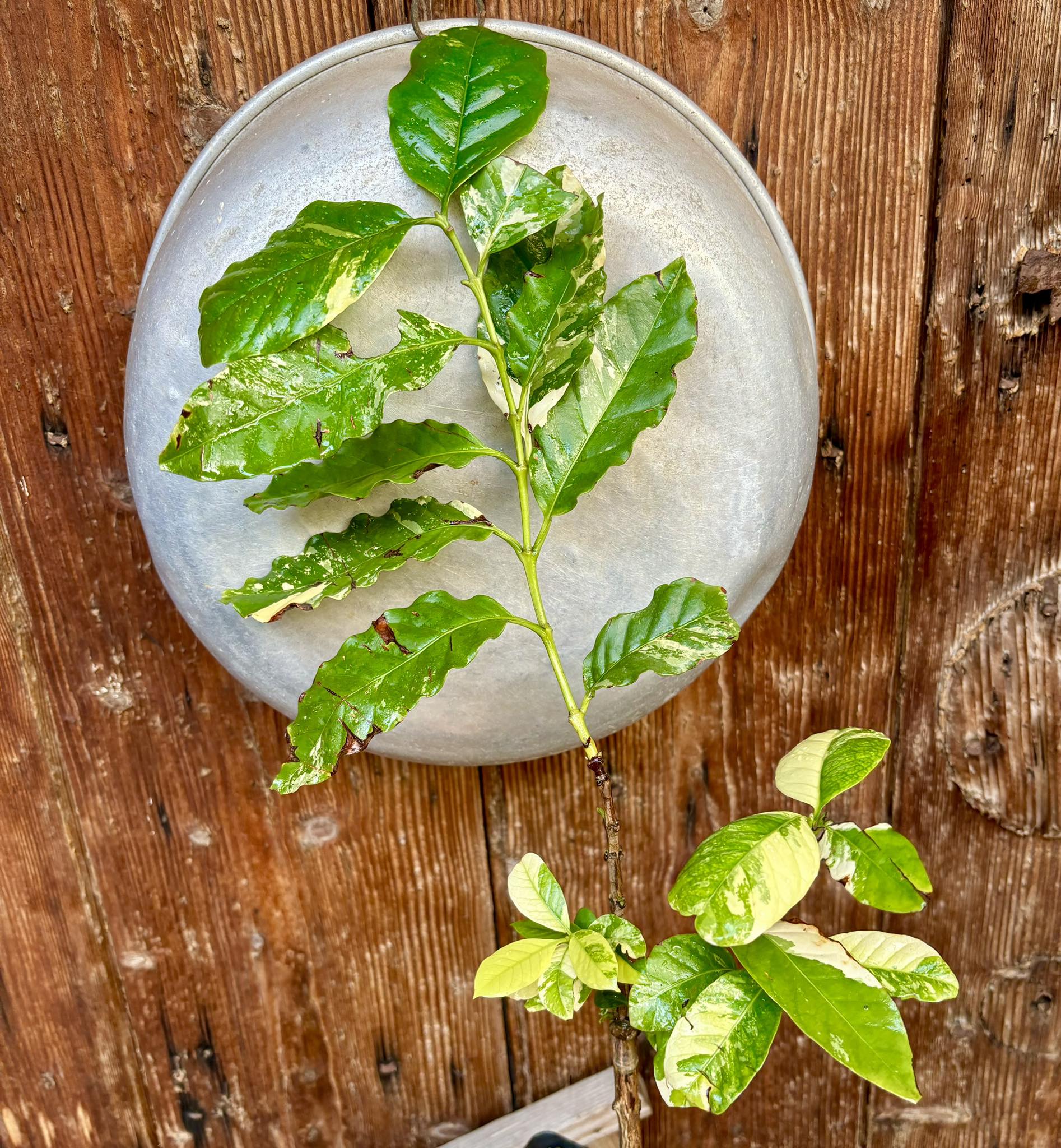 Coffee (Coffea arabica)  VARIEGATED - 1 potted plant / 1 getopfte Pflanze