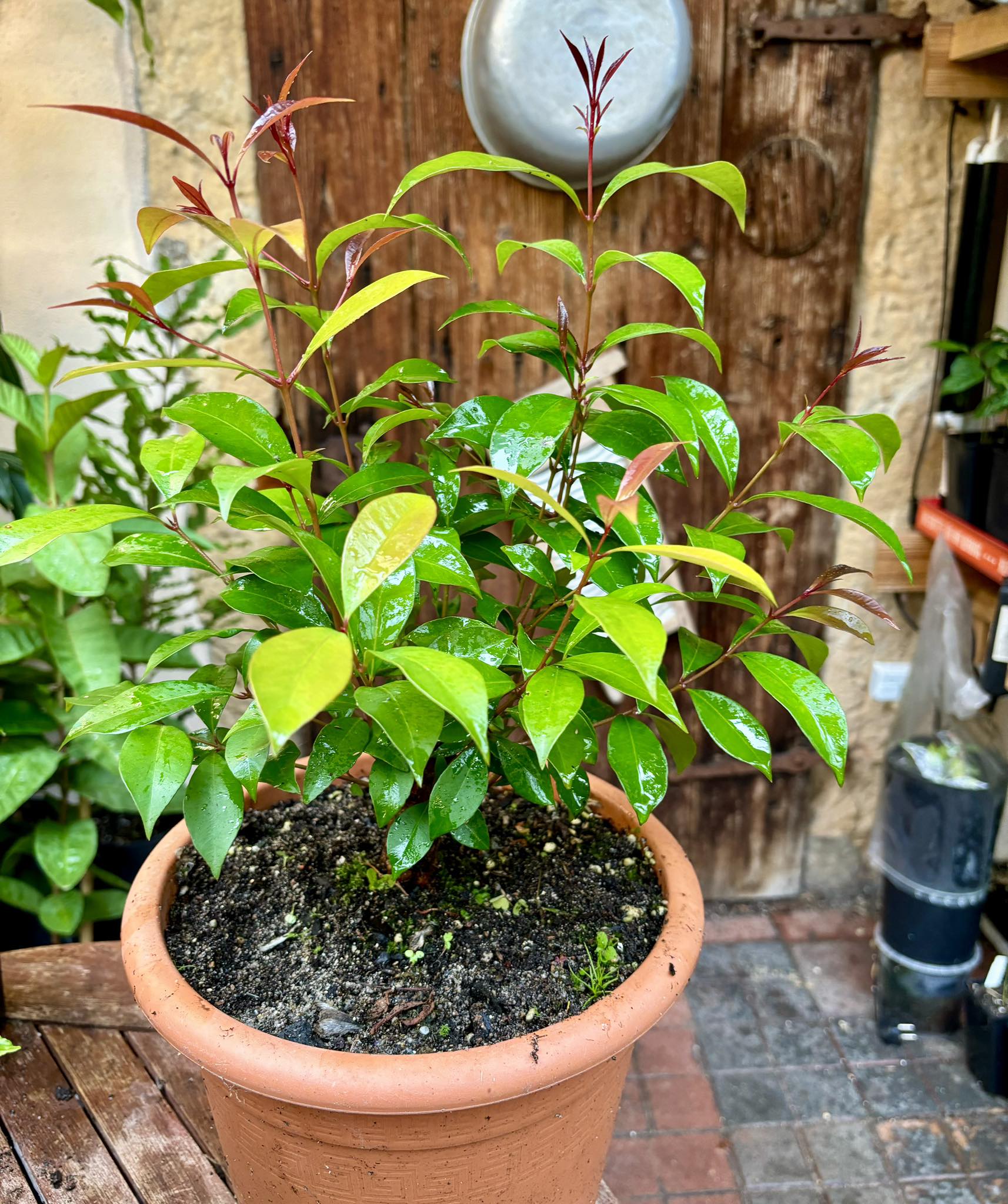 Syzygium smithii - Lilly Pilly Nr. 4 - 1 potted plant / 1 getopfte Pflanze