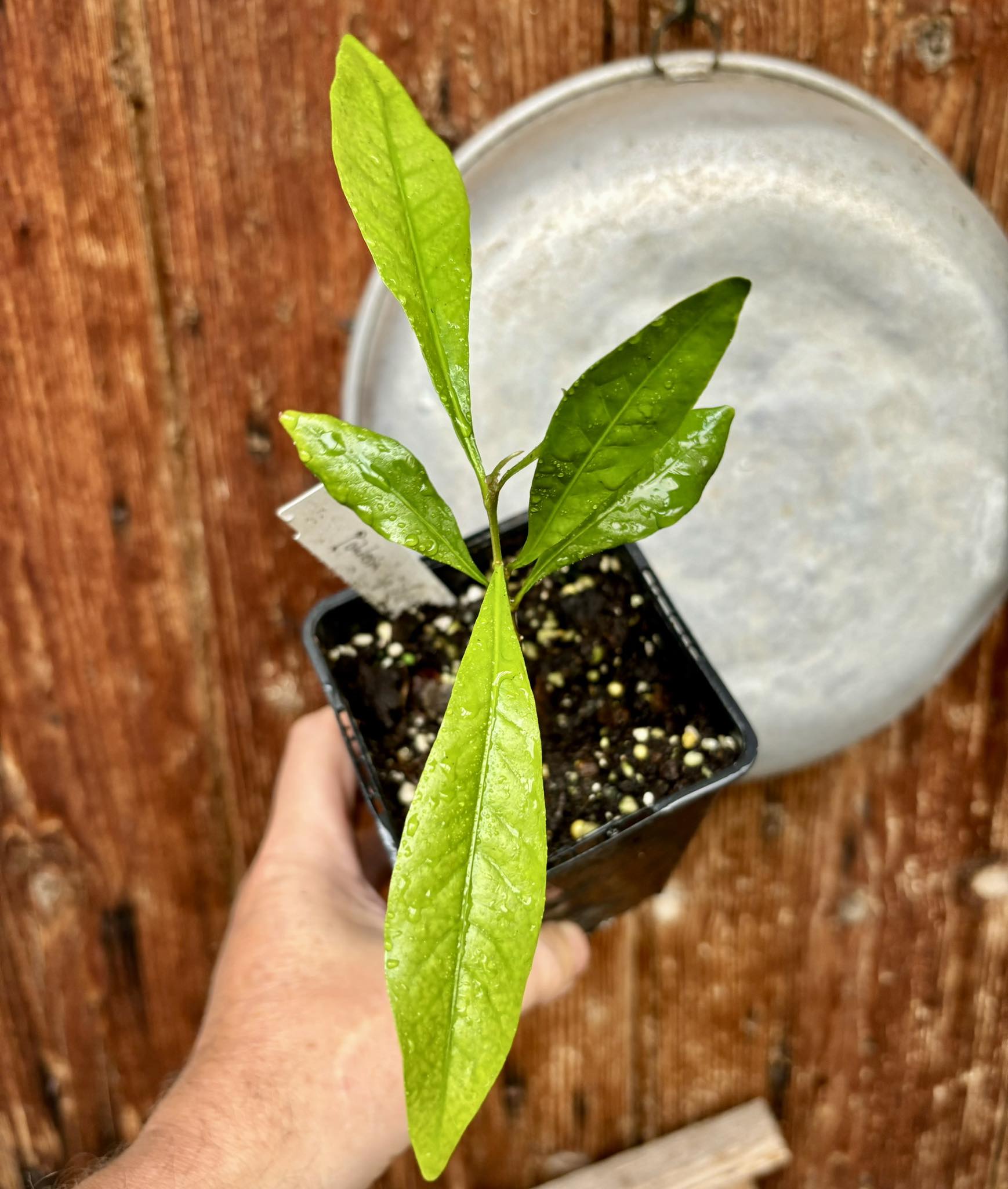 Pouteria sp Ajara - 1 potted plant / 1 getopfte Pflanze