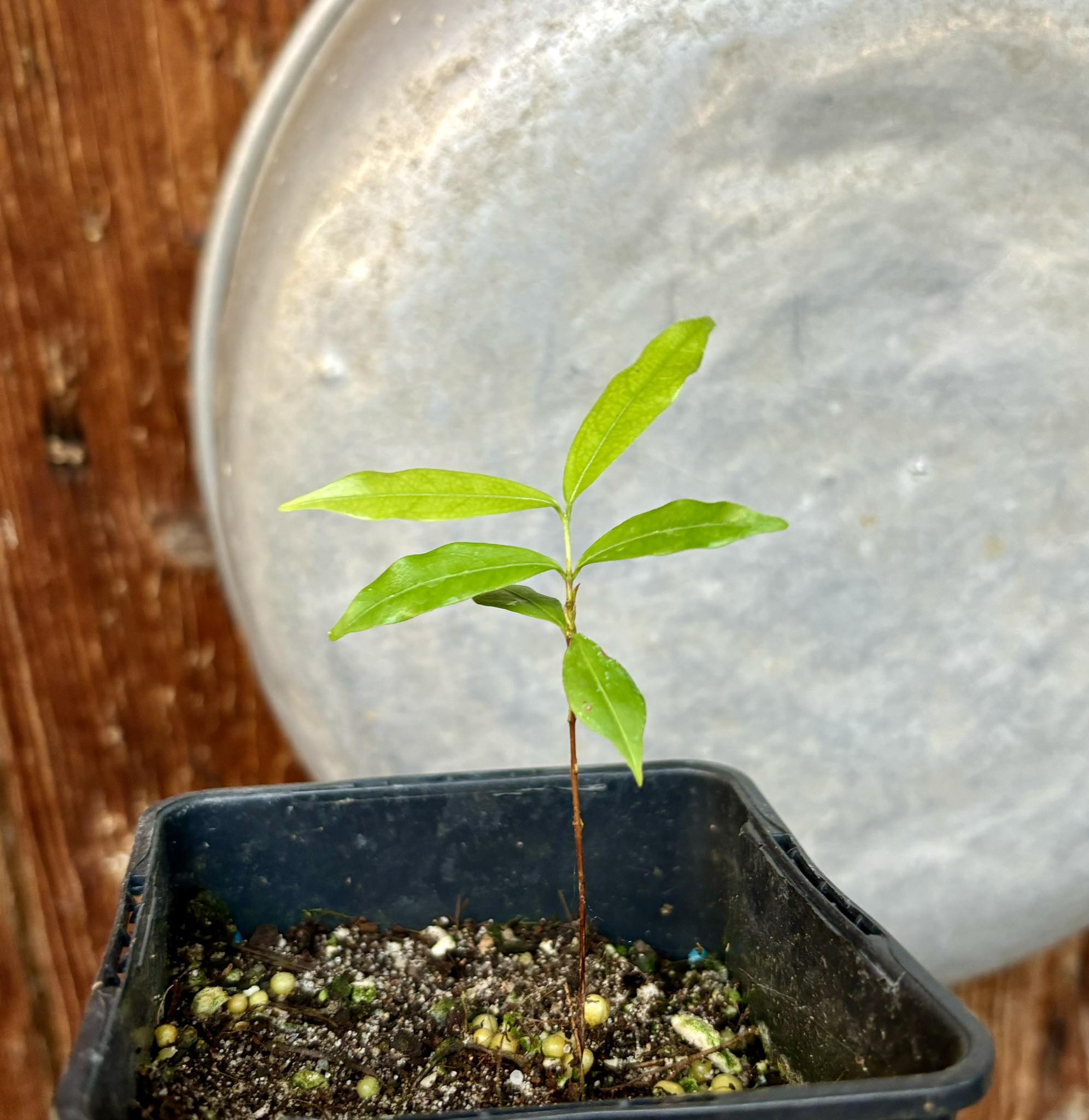 Ruby do Amazonas (Eugenia patrisii) 1 potted seedling / 1 getopfter Sämling