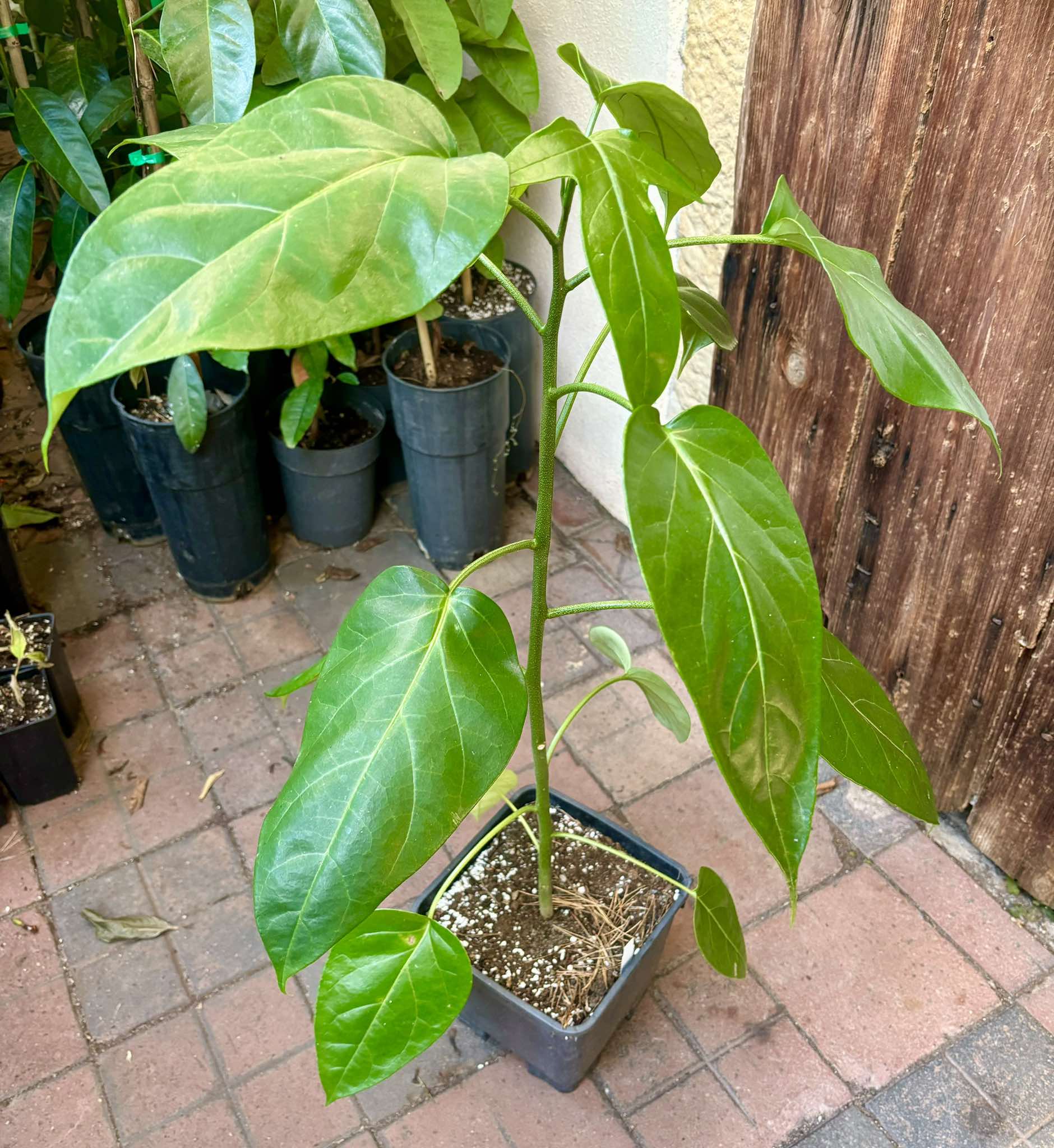 Guava Tamarillo (Solanum diploconos) - 1 potted plant / 1 getopfte Pflanze