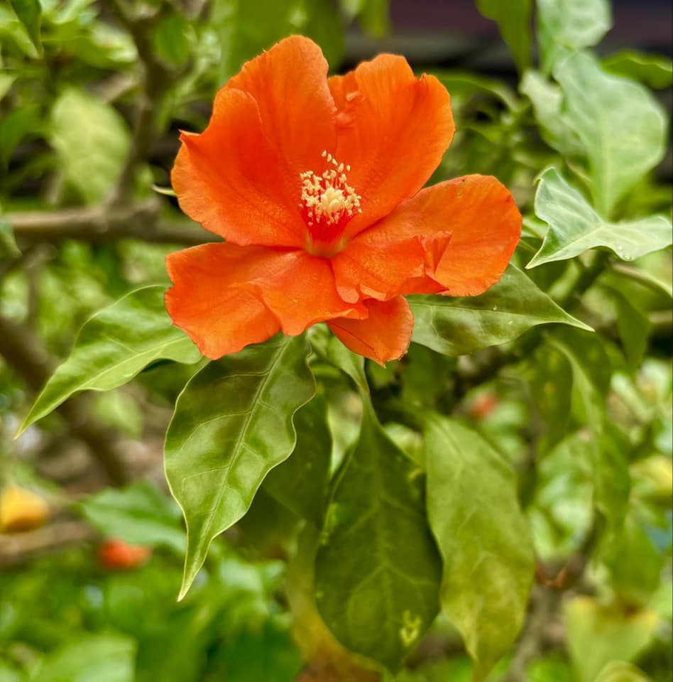 Pereskia bleo - Leuenbergeria bleo - 1 small potted seedling / 1 kleiner, getopfter Sämling