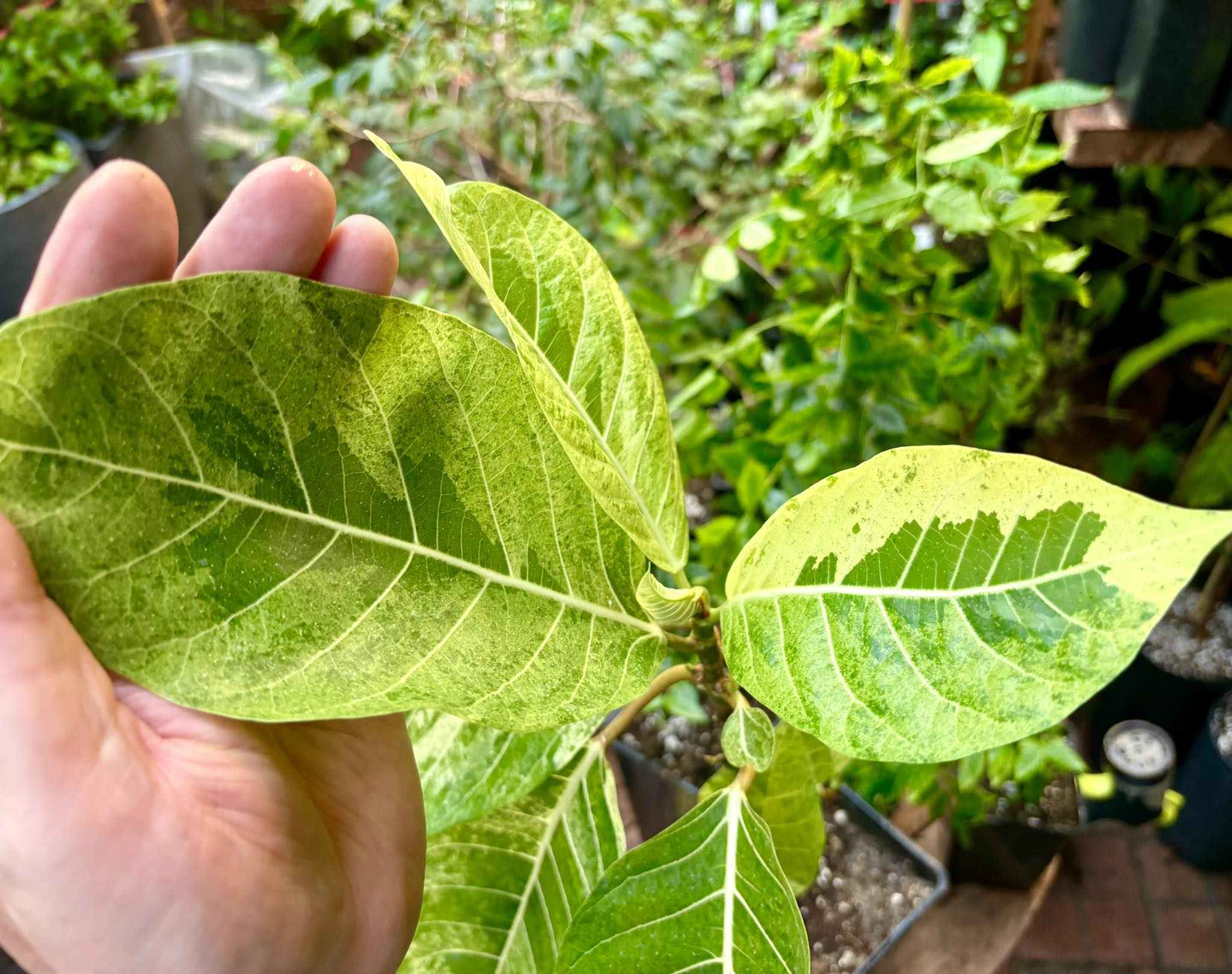 Indonesian Forest Fig  VARIEGATED - 1 potted plant / 1 getopfte Pflanze