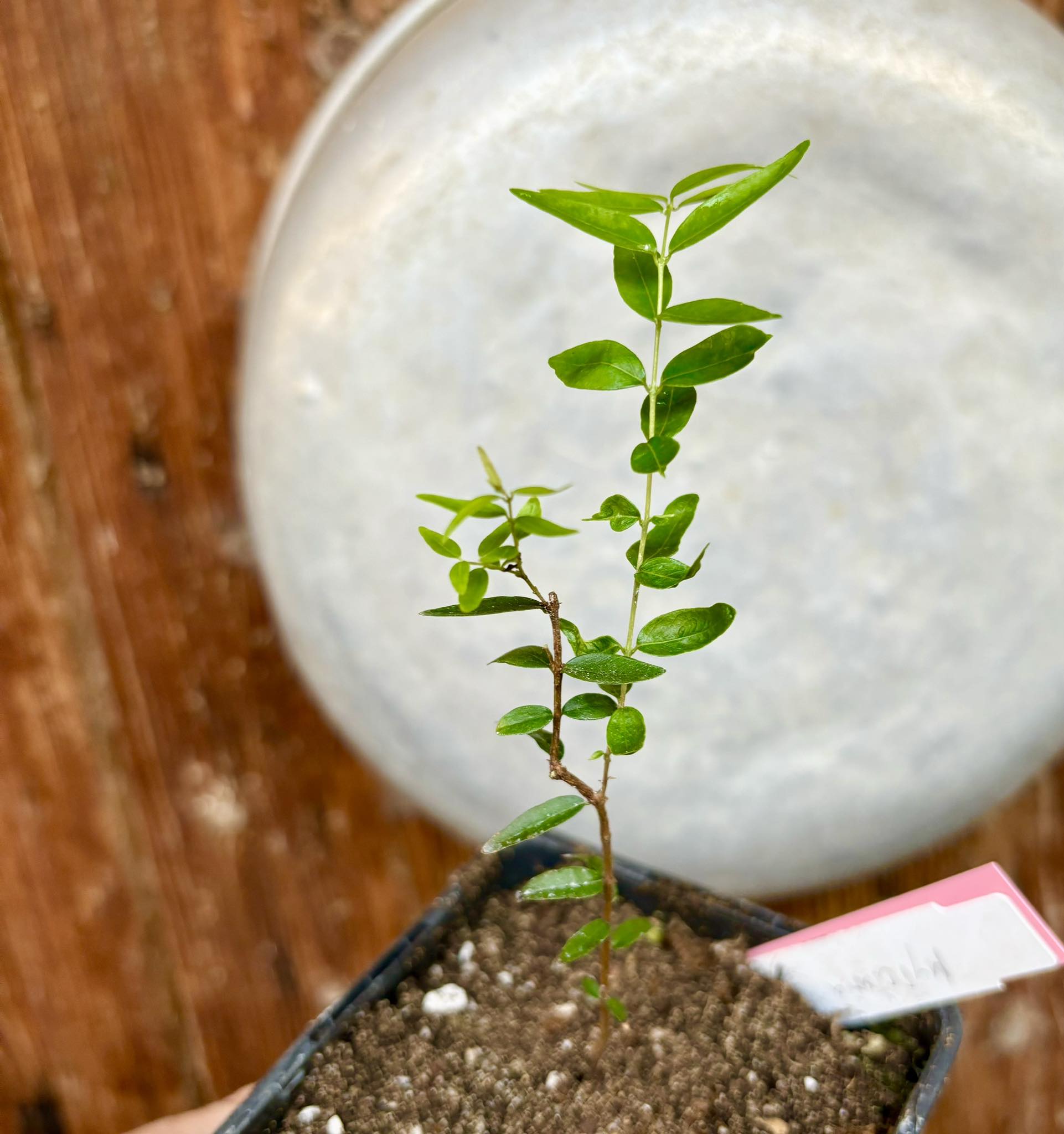 Myrciaria delicatula - potted plant / getopfte Pflanze