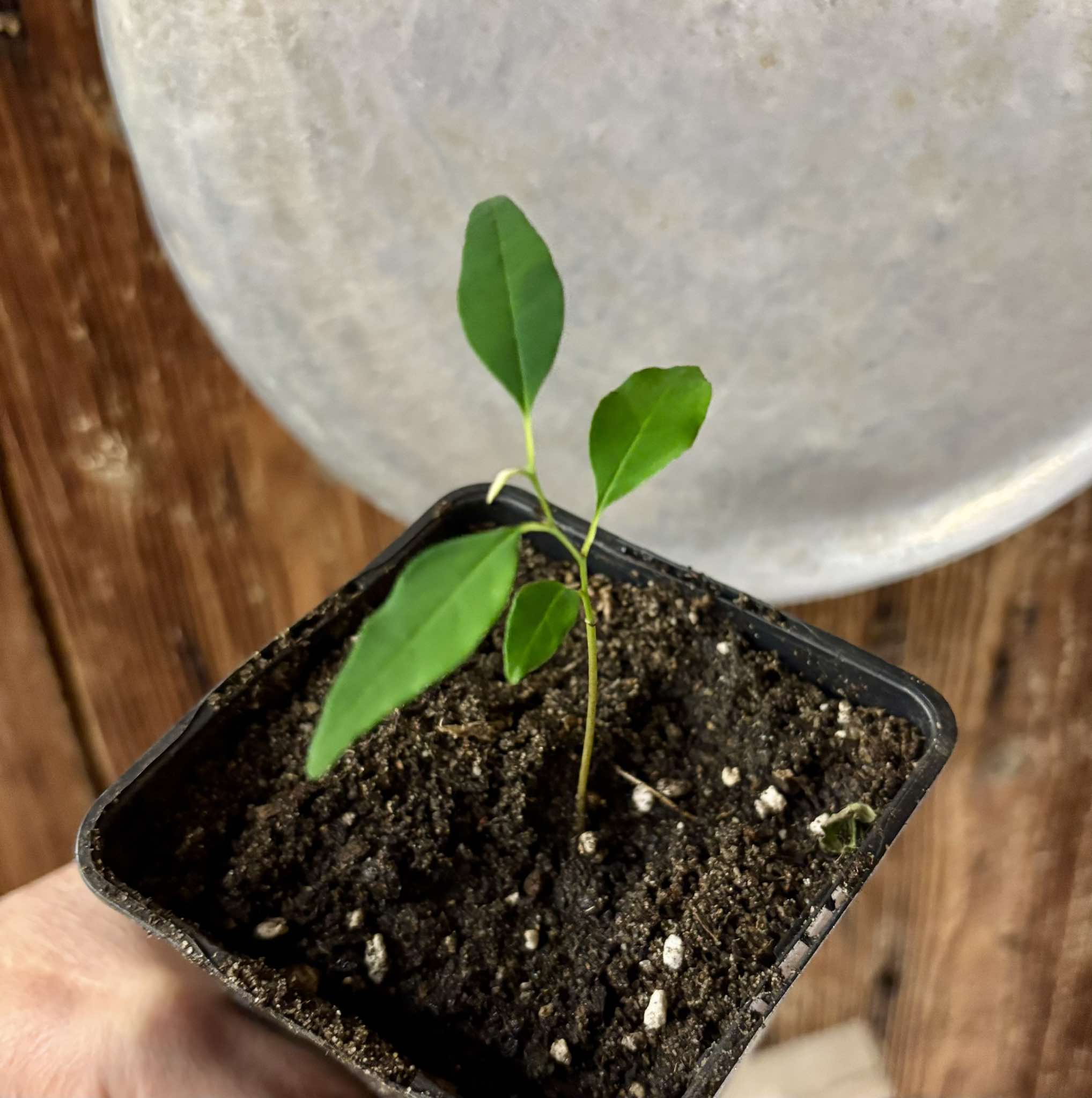 Annona emarginata - 1 potted plant / 1 getopfte Pflanze