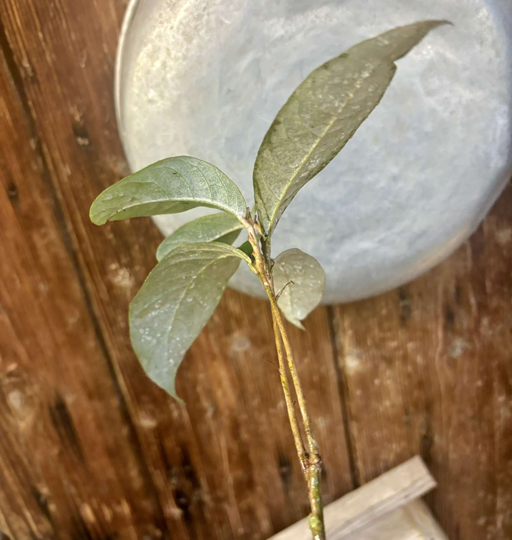 Couepia polyandra - Olosapo Nr. 4 - 1 potted seedling / 1 getopfter Sämling