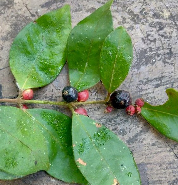 Eugenia sp Chiapas - 1 germinated seed / 1 gekeimter Samen