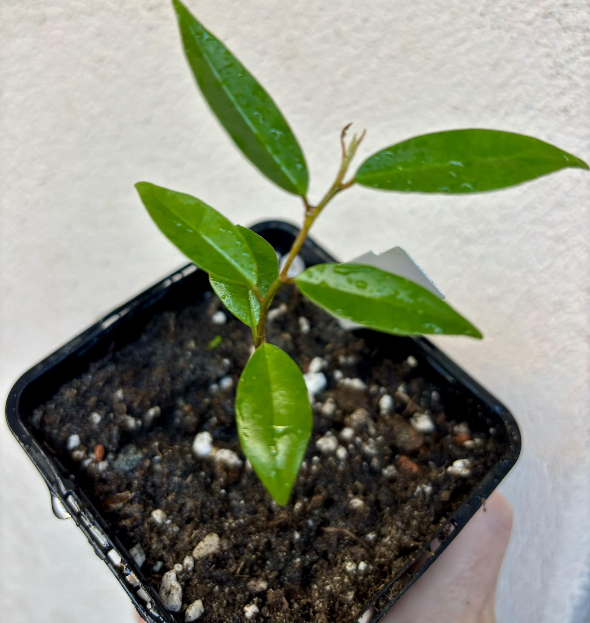 Chrysophyllum arenarium - Ameixa do Nordeste - 1 potted plant / 1 getopfte Pflanze