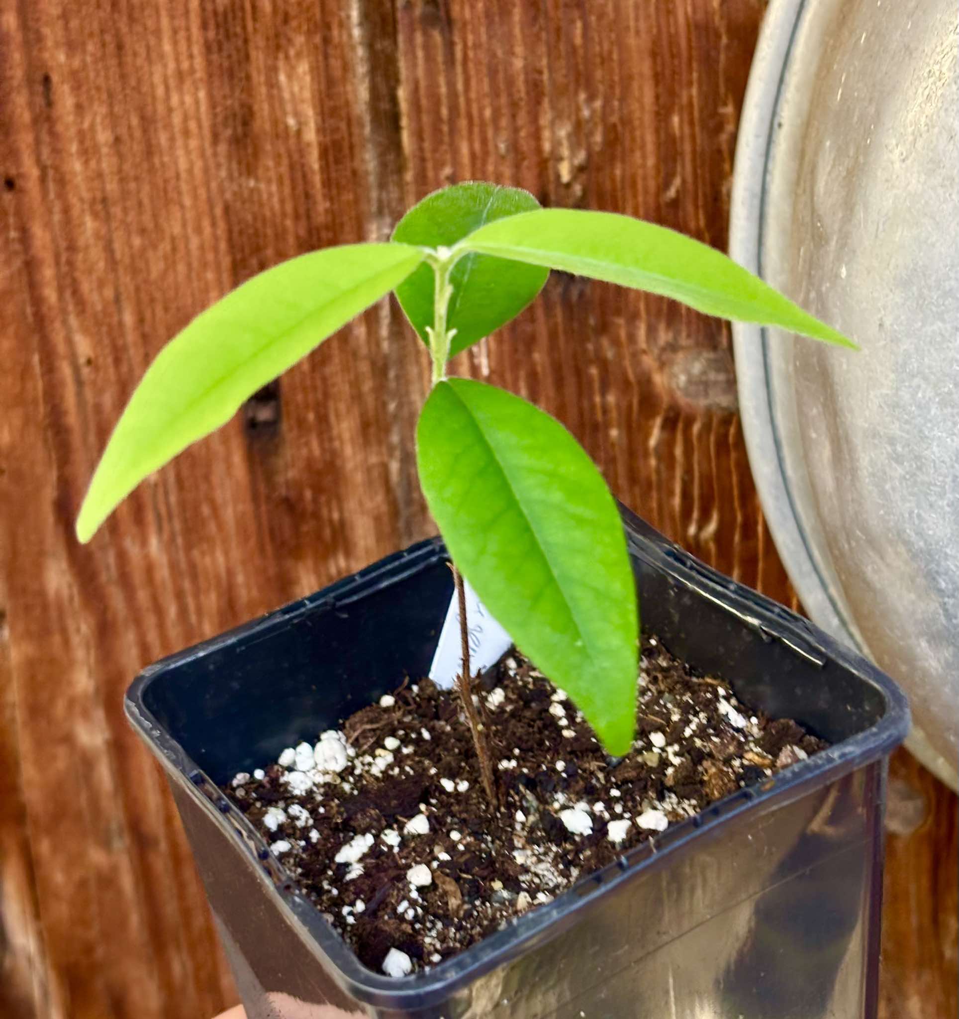 Eugenia oblongata - 1 small potted seedling / 1 kleiner, getopfter Sämling