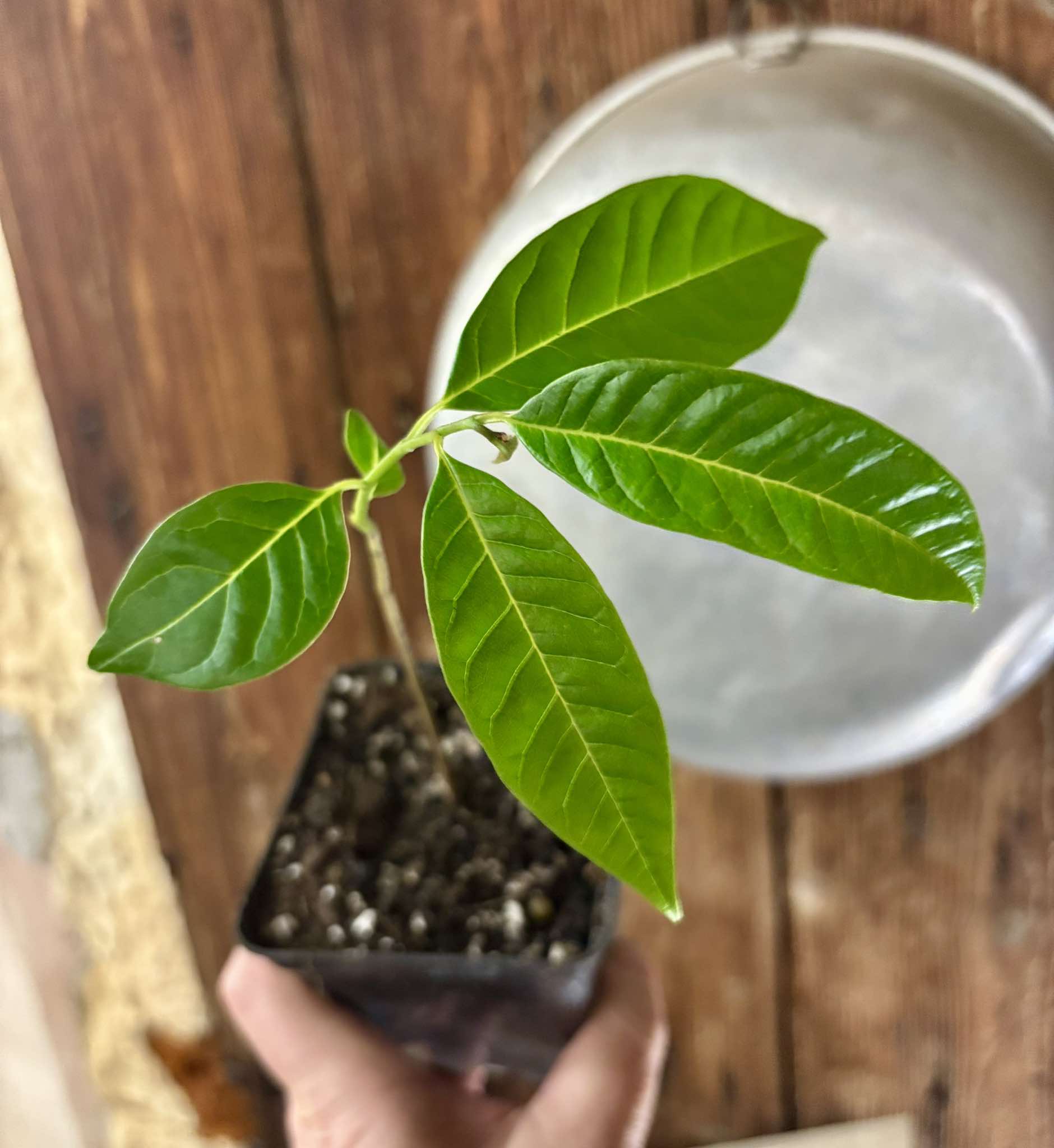 Annona reticulata big pink-red variety Nr. 4 - 1 potted plant / 1 getopfte Pflanze