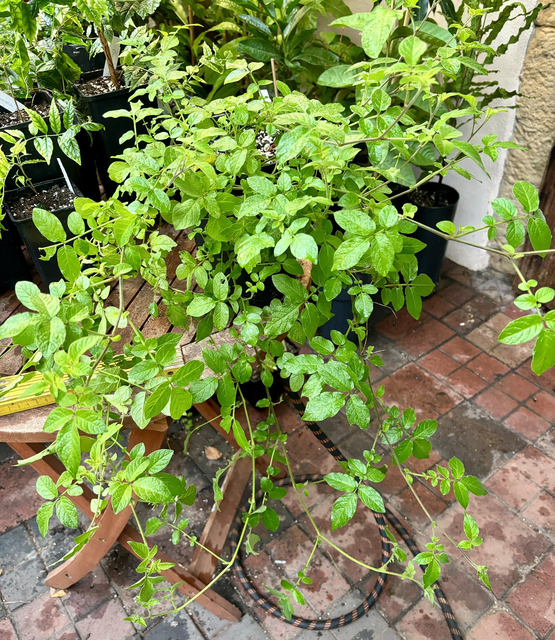 Tzimbalo Wild (Solanum sp) - 1 potted plant / 1 getopfte Pflanze