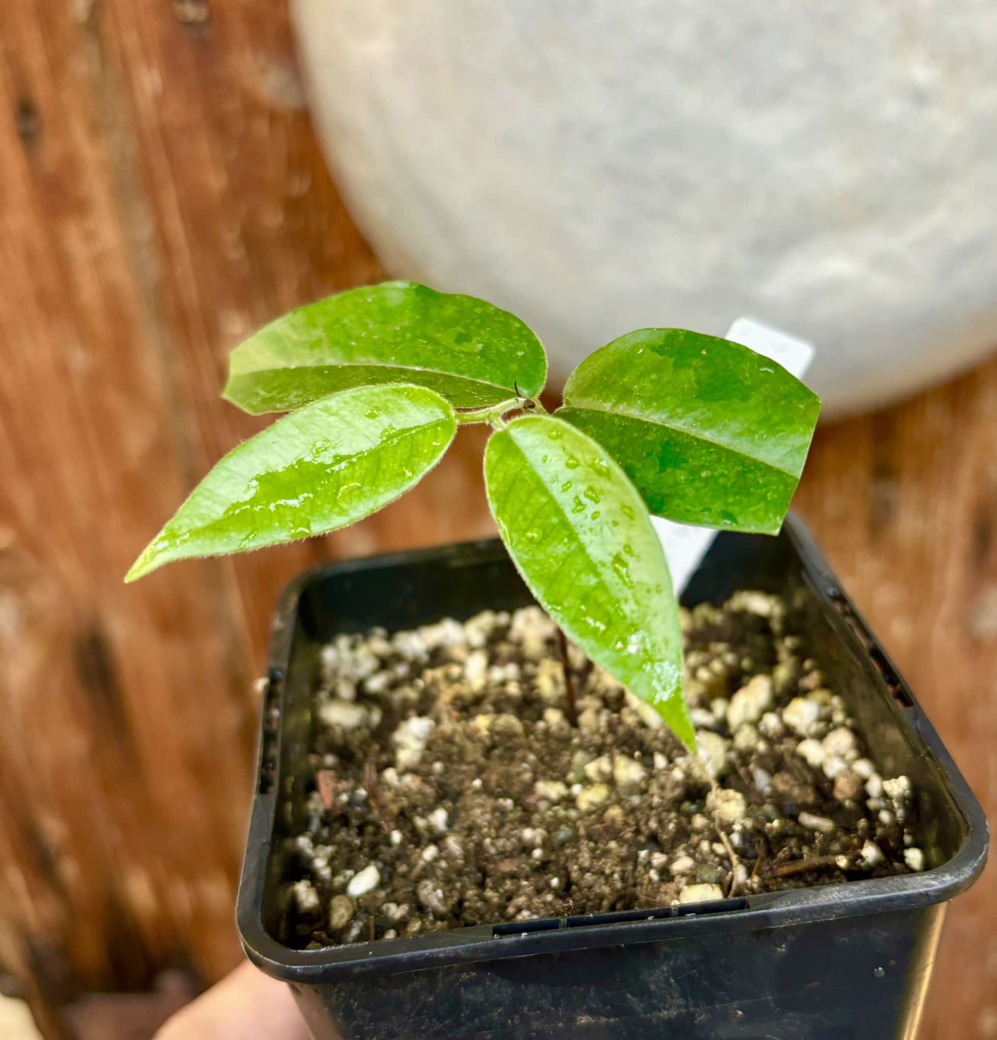 Campuca imperial (Plinia edulis - gigante) - 1 potted plant / 1 getopfte Pflanze