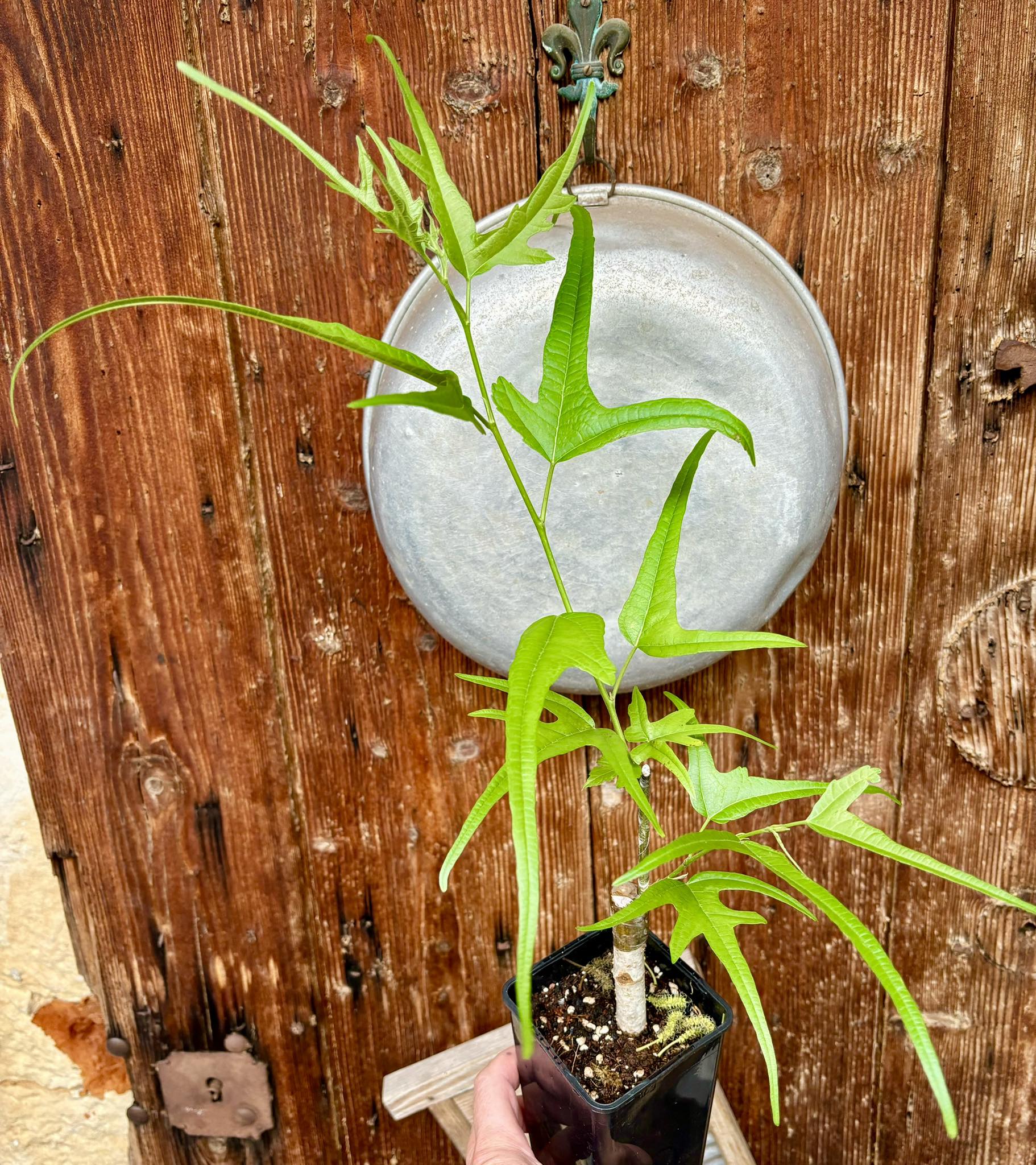 Mulberry Chicken Claw (Morus trilobata)  - 1 potted plant / 1 getopfte Pflanze