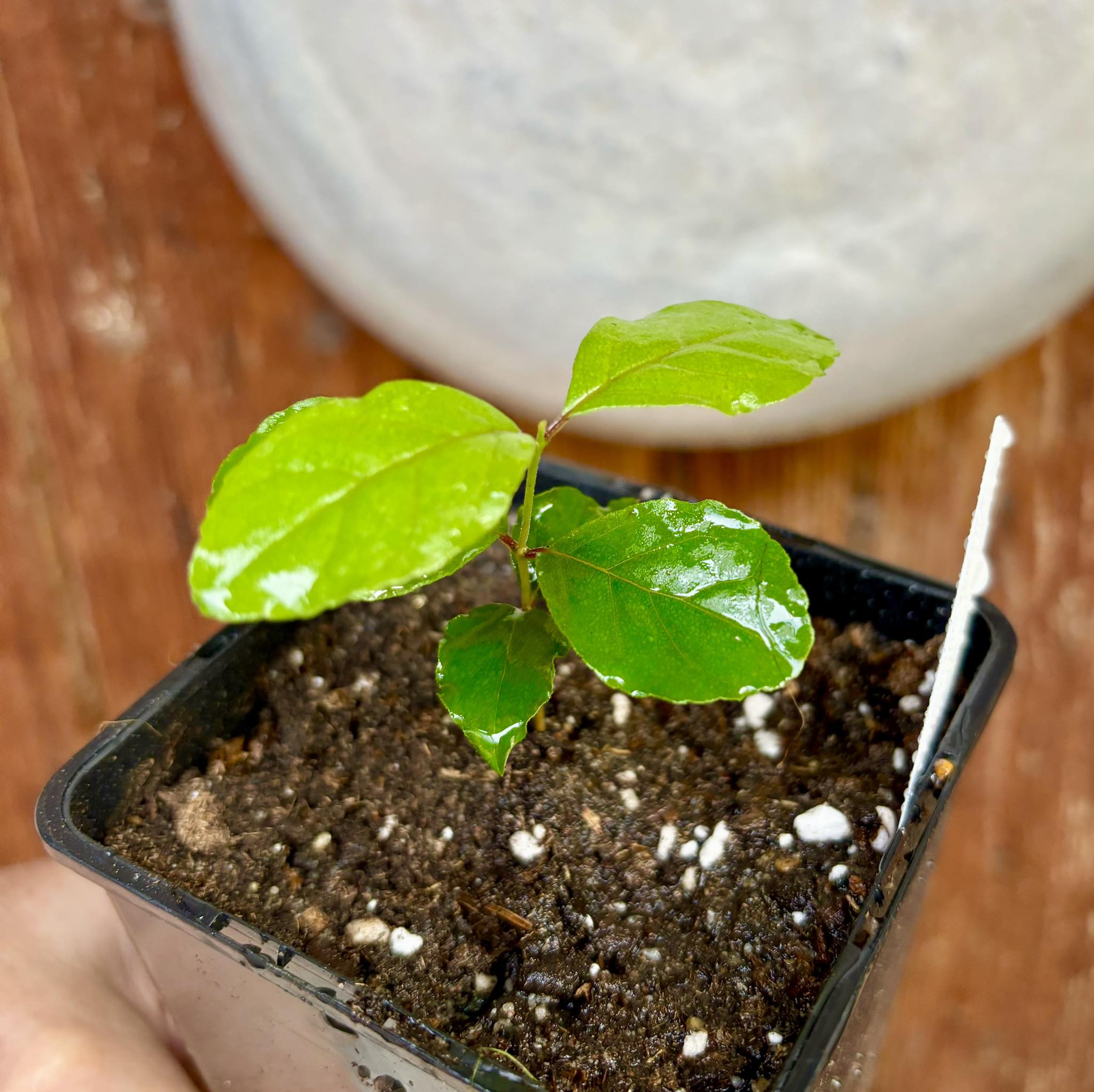 Campomanesia xanthocarpa var. littoralis - 1 potted plant / 1 getopfte Pflanze