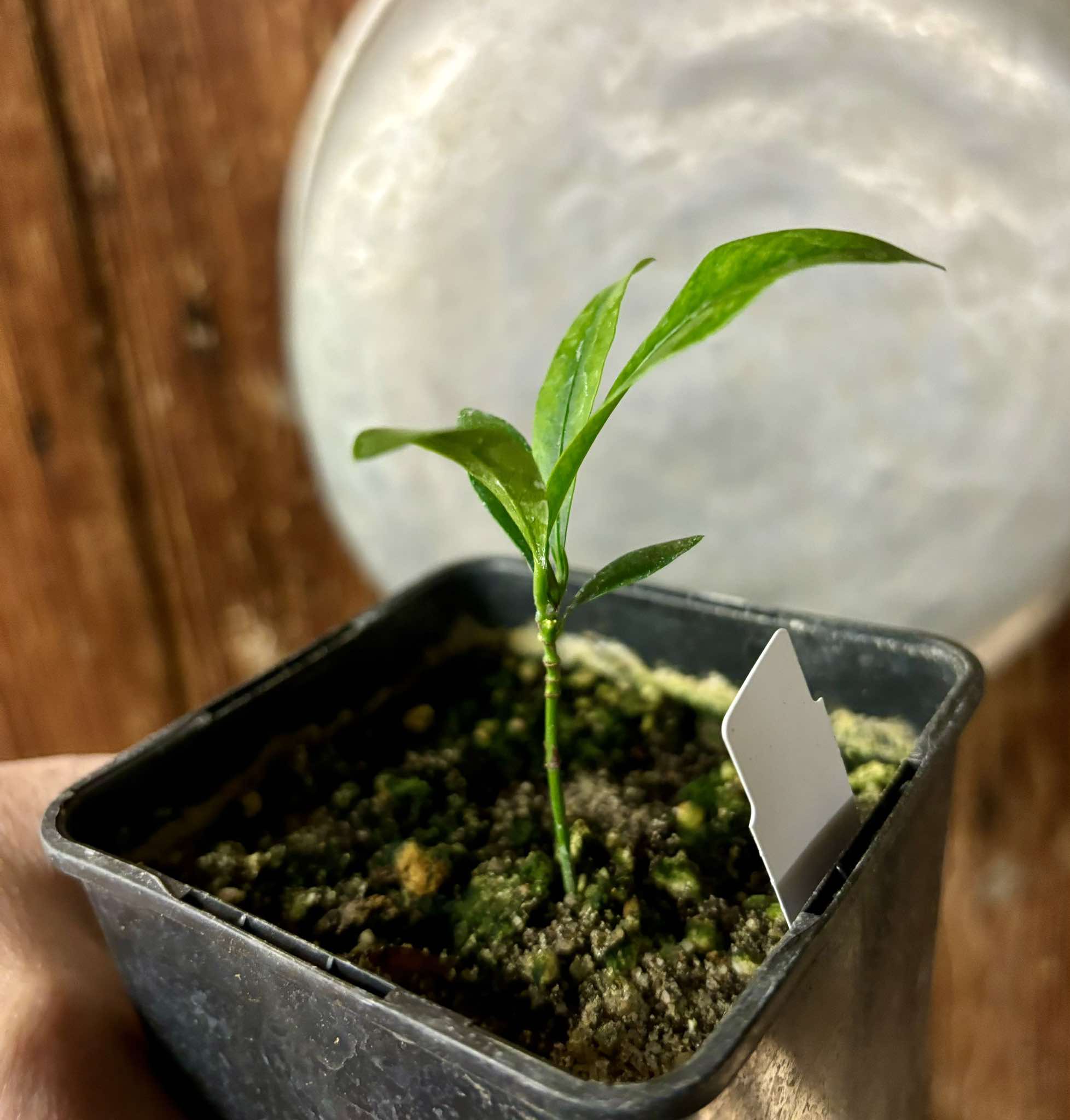 Lemon Drop Mangosteen (Garcinia intermedia) - 1 small potted plant / 1 kleine, getopfte Pflanze