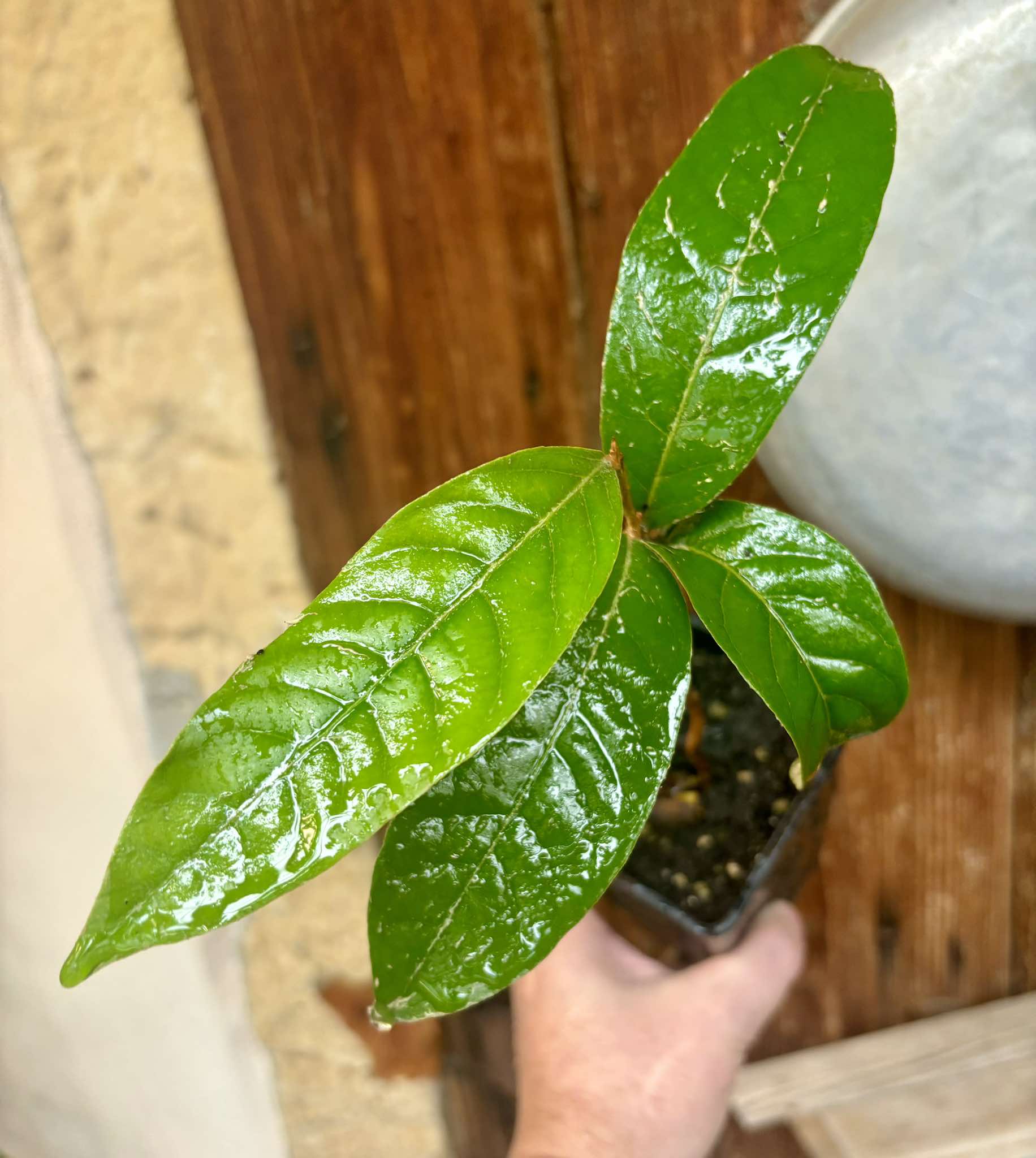 Couepia polyandra - Olosapo - 1 potted seedling / 1 getopfter Sämling