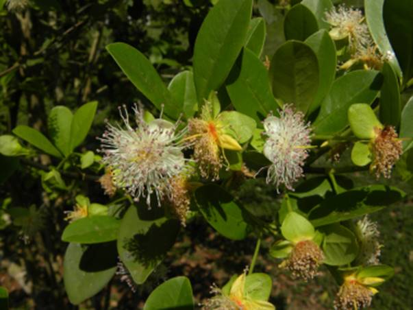 Eugenia macrobracteolata - Pitanga Juba - 1 potted plant / 1 getopfte Pflanze