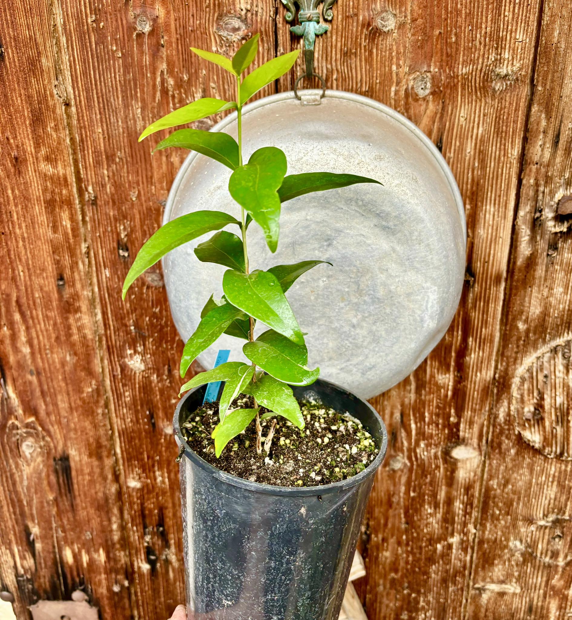 Eugenia sp Laranja Serralandia - 1 potted plant / 1 getopfte Pflanze
