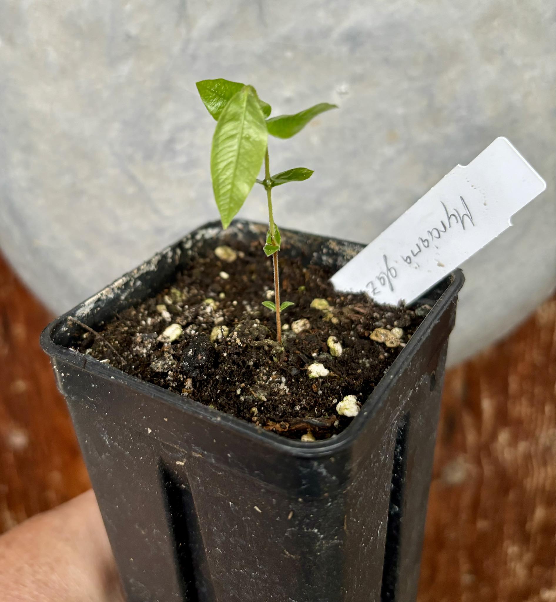 Myrciaria glazioviana - Cabeludinha  -  1 potted seedling  / 1 getopfter Sämling