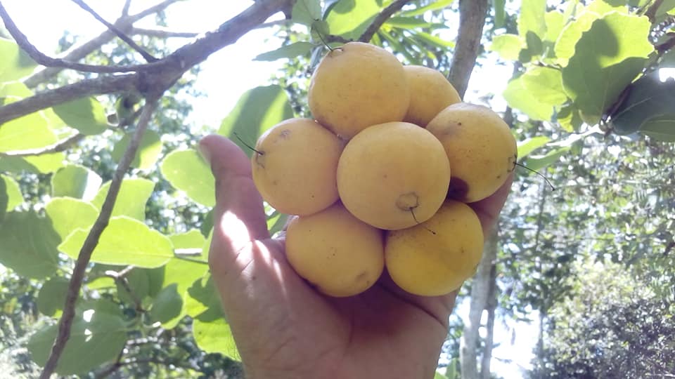 Zirikote (Cordia dodecandra) - 1 fresh seed / 1 frischer Samen